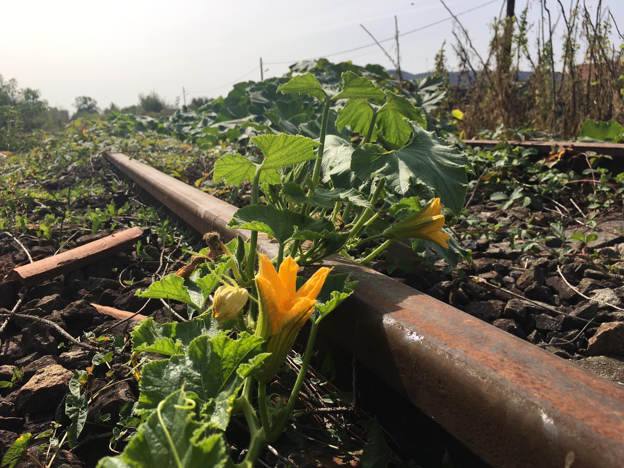 119946381_3466198266778123_2827500623038739201_o