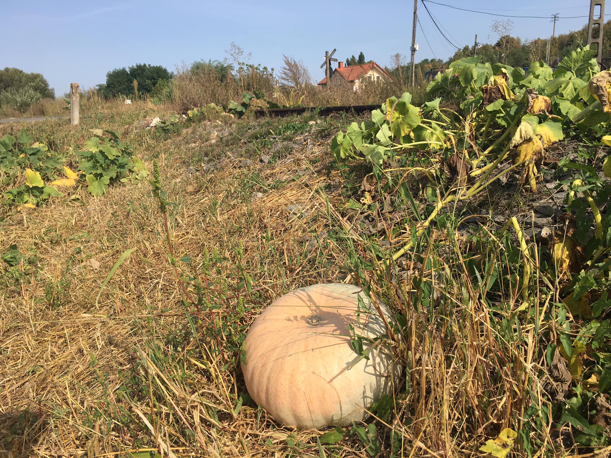 119949233_3466198933444723_5415603342986278494_o