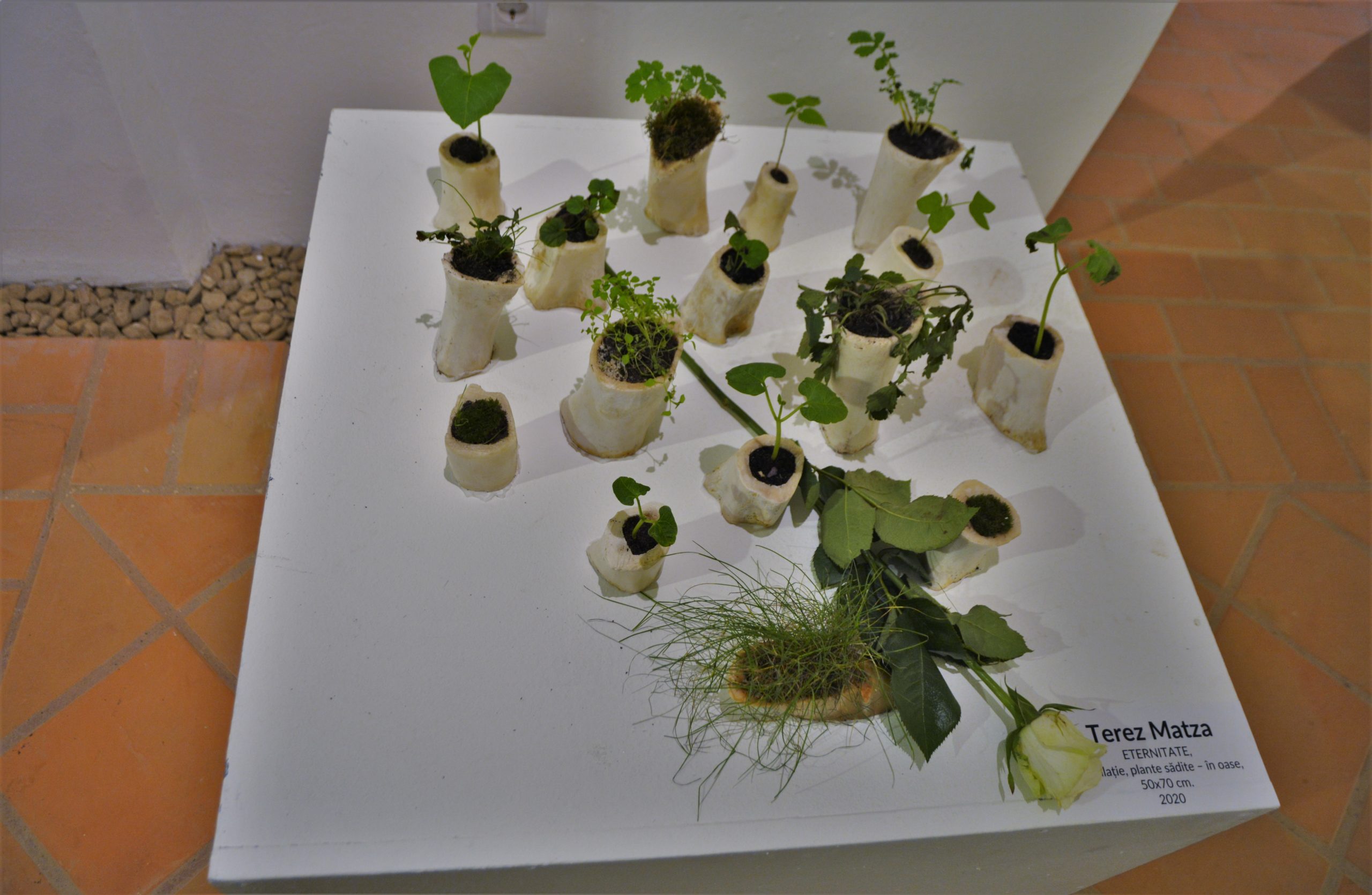 Expoziţia „Art-Eco”oradea (22)