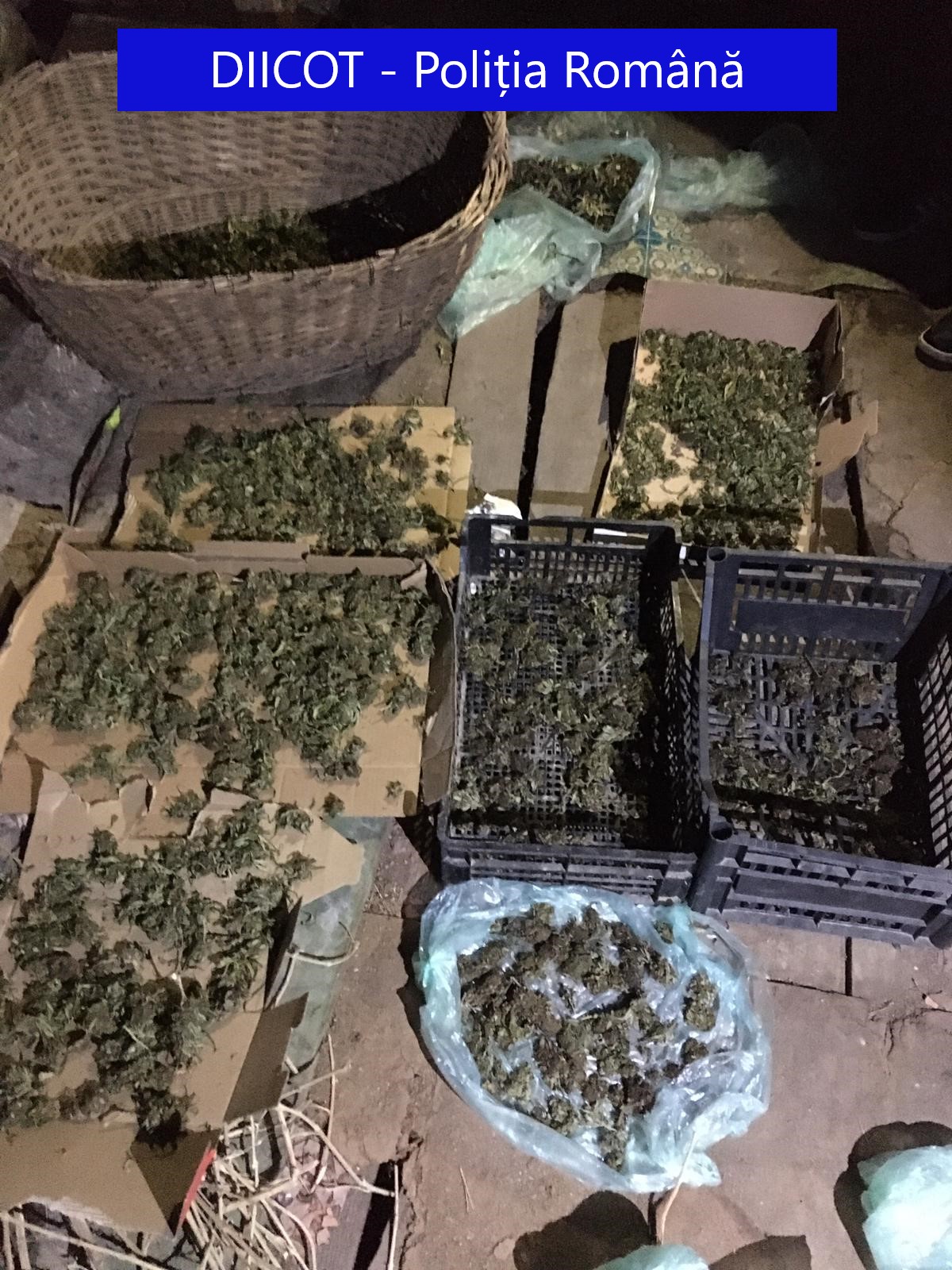 FOTO: Cannabis confiscat Beiuș 1.01.2020