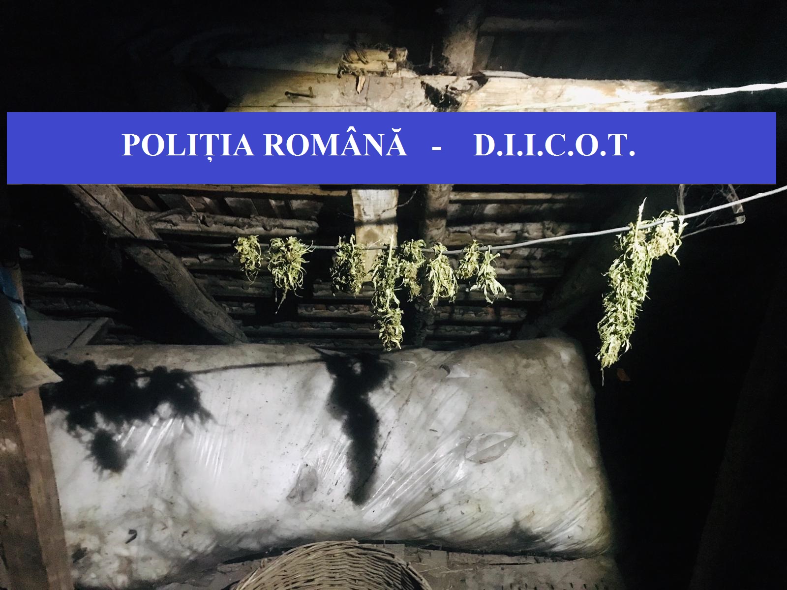 foto 4 BCCO Oradea cannabis