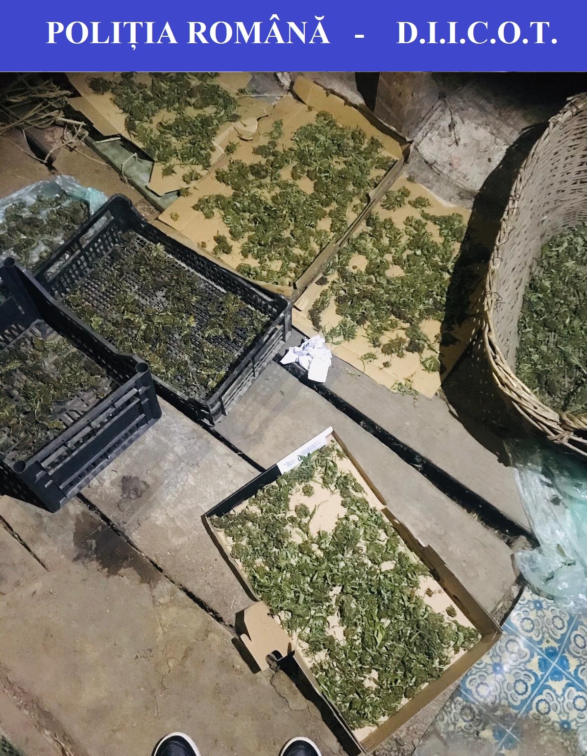 foto 5 BCCO Oradea cannabis