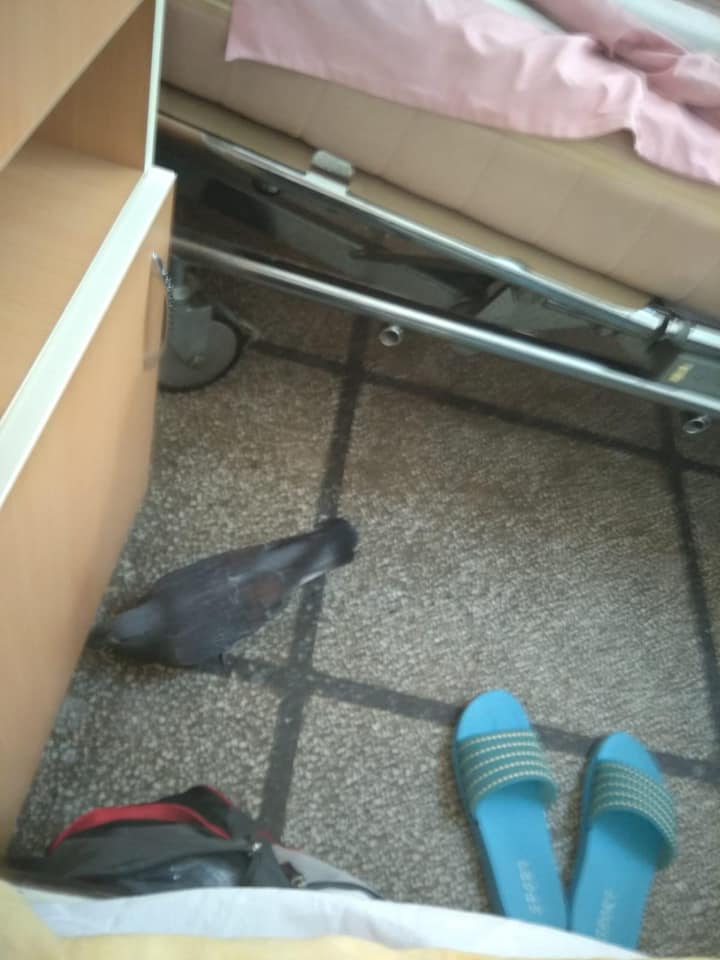 128543751_222107429479503_2583463750029082268_n