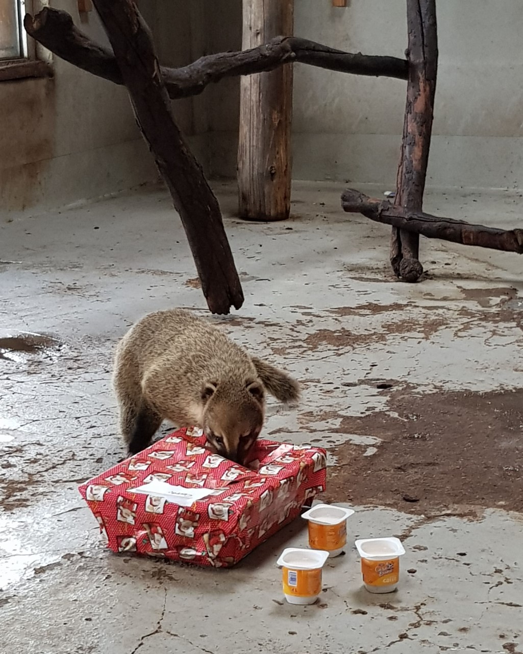 FOTO: Moș Crăciun, în vizită la Zoo 24.12.2020