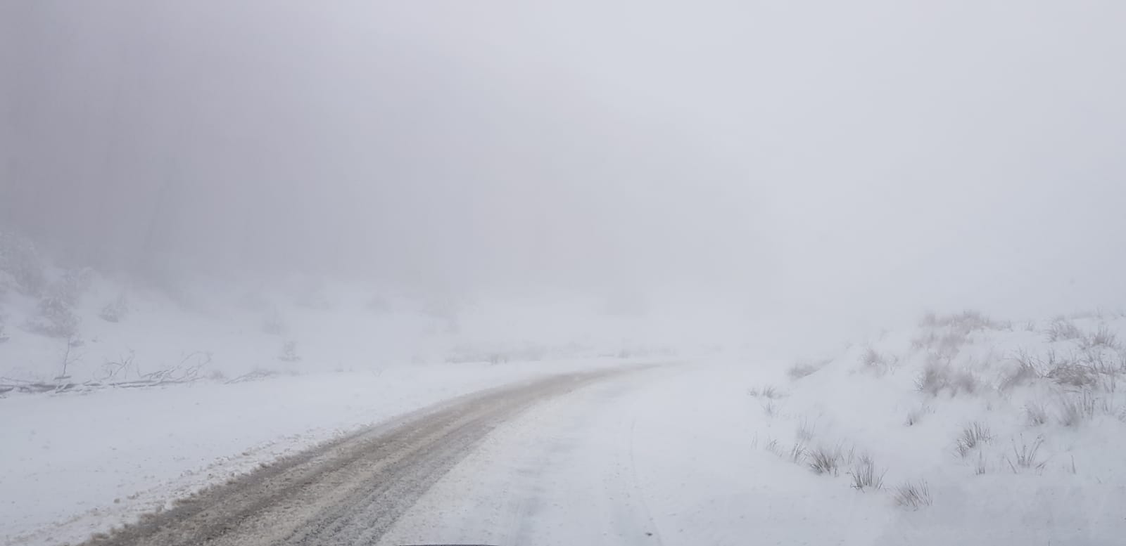 3Damis_Rosia_4_14K (1)