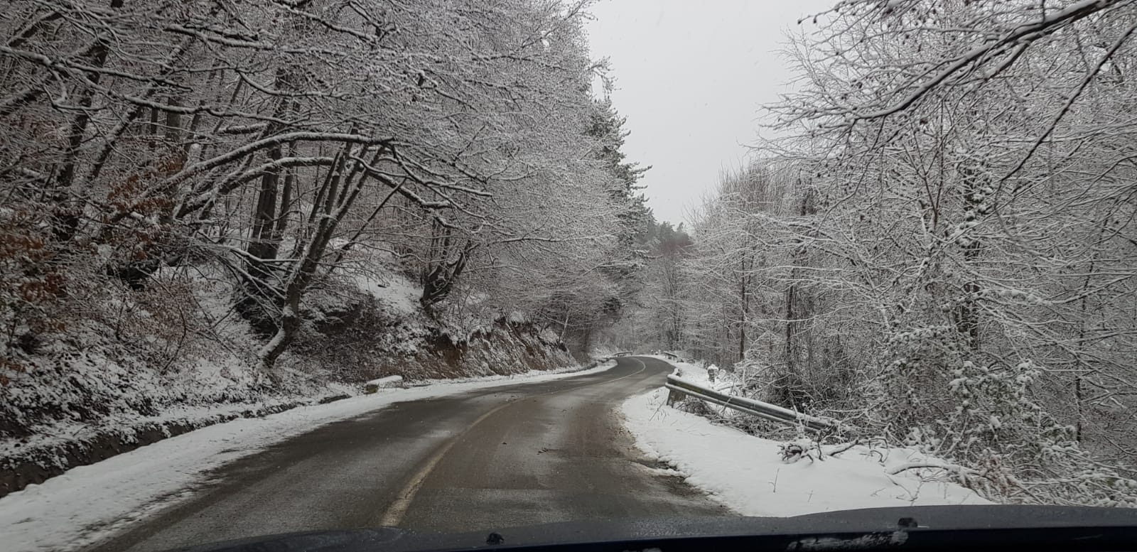 3Damis_Rosia_7_14K (4)