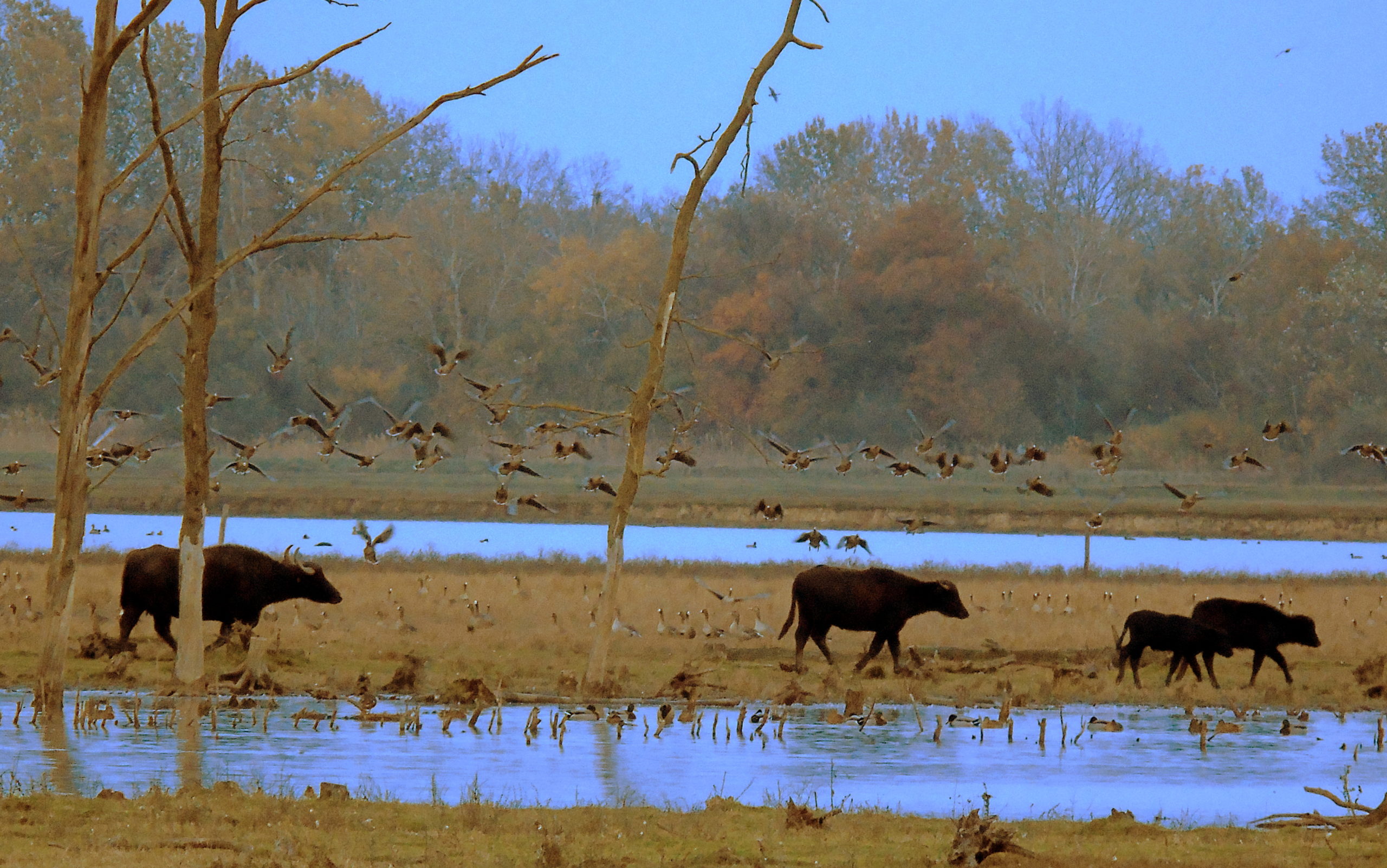 Foto KOCSIS Csaba (HU)