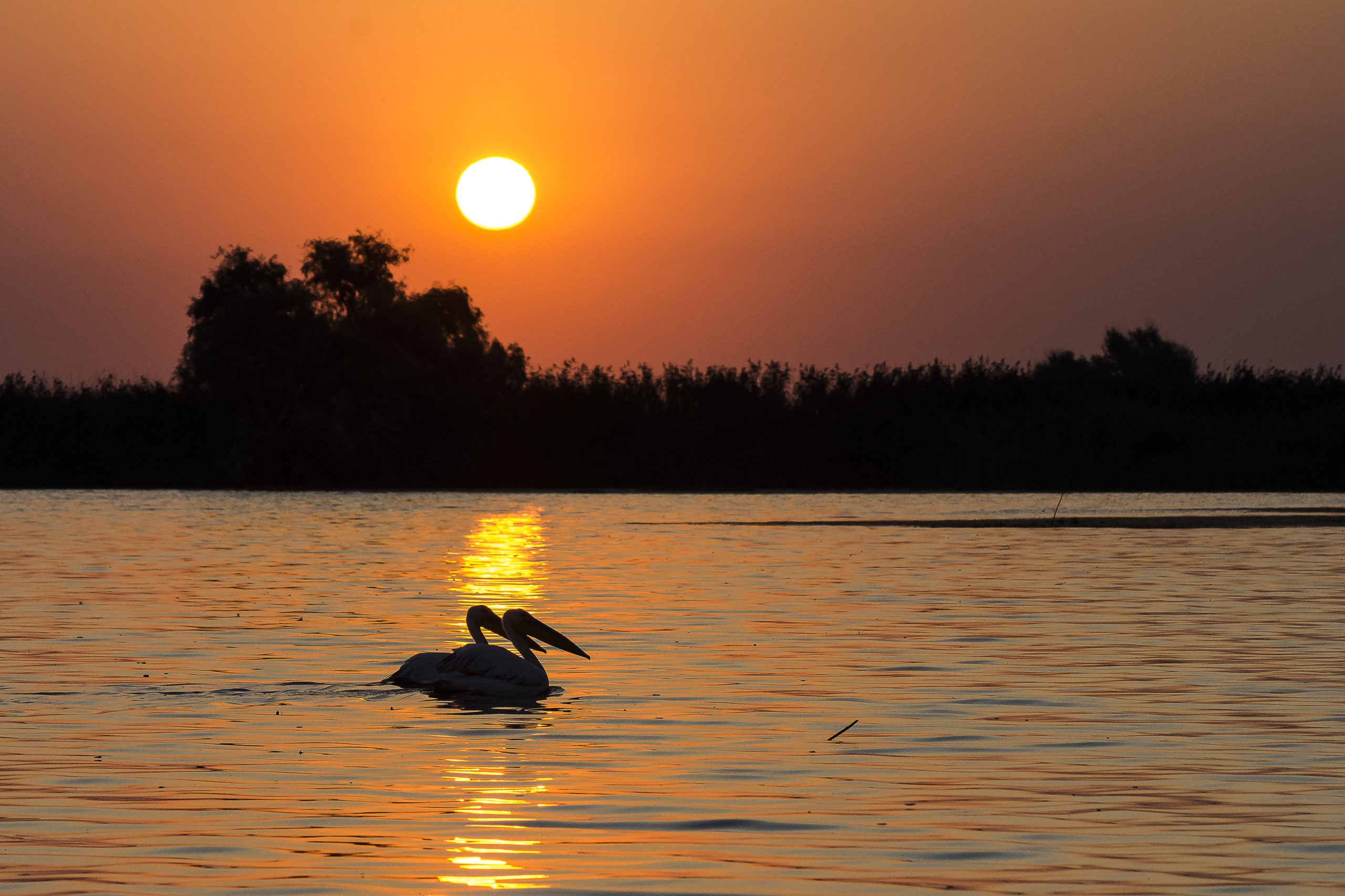 Foto MORVAY SZABÓ Edina (RO)