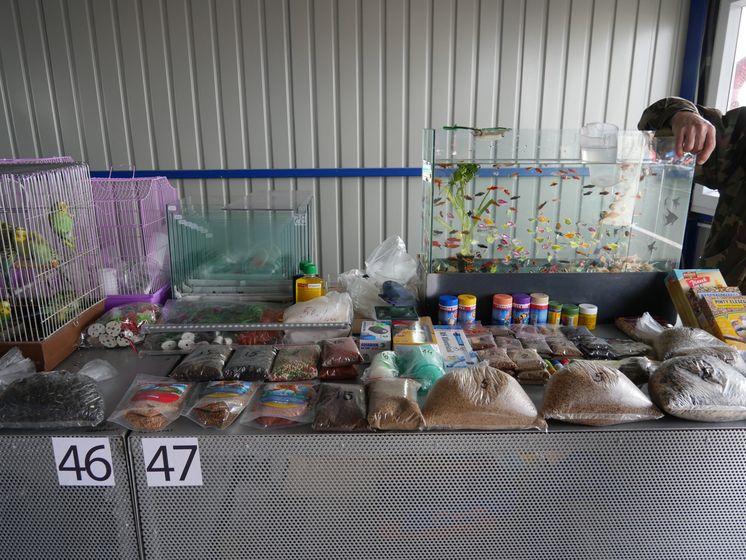 Targ animale de companie (1)