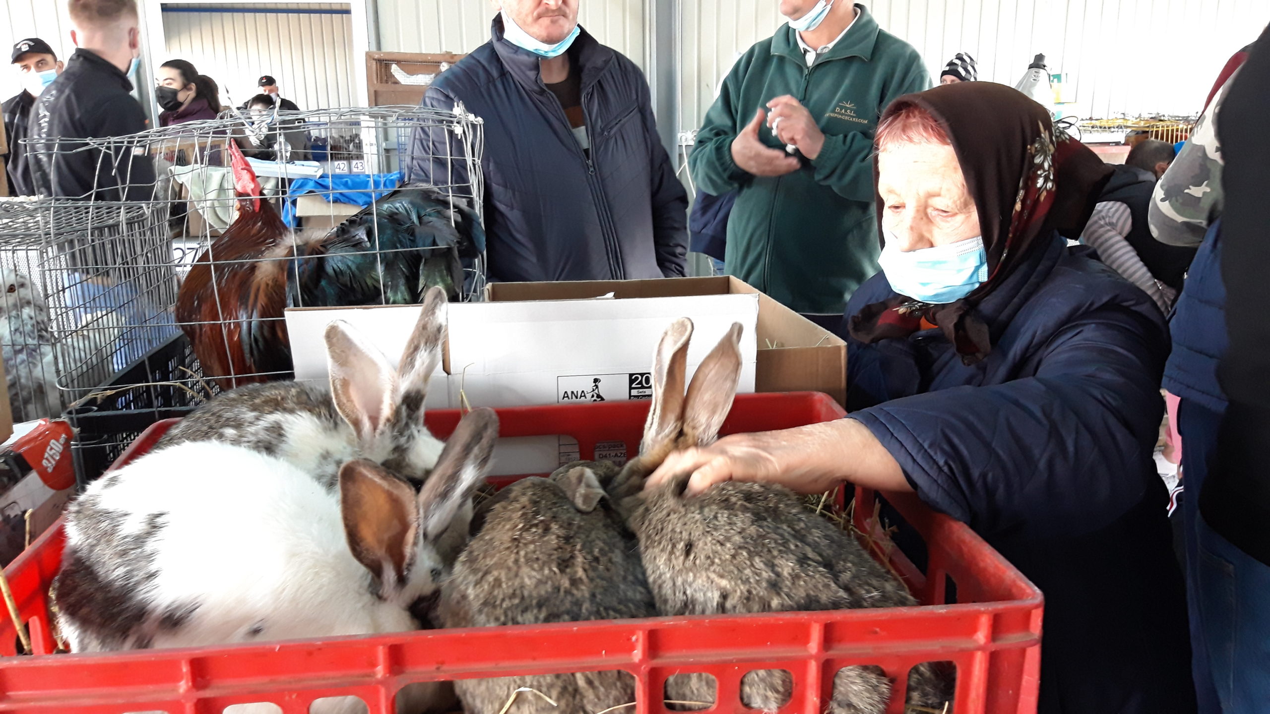 FOTO: Târg animale companie Piața 100 29.03.2021