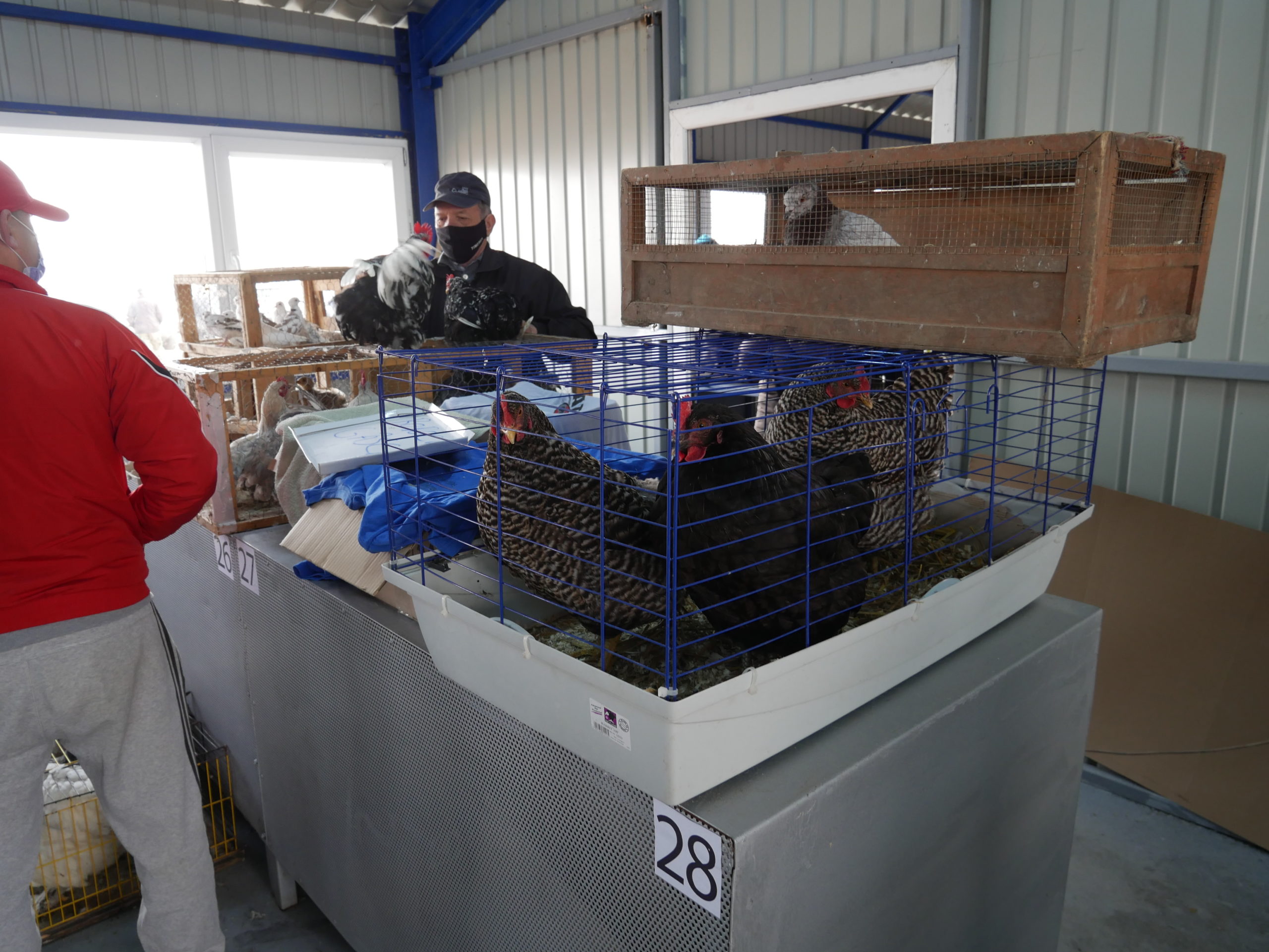 Targ animale de companie (42)