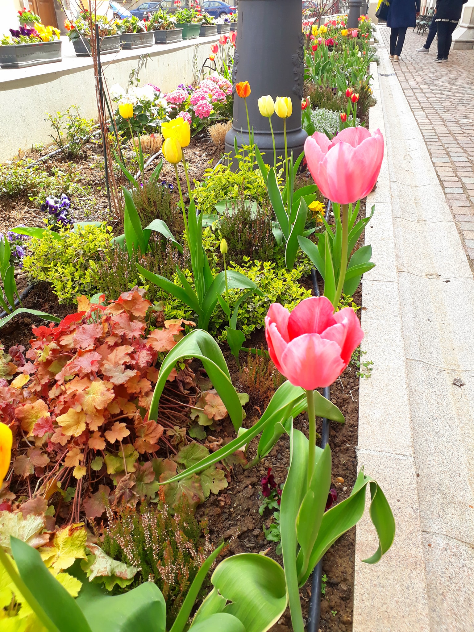 175582695_3872752792820588_191857001119357571_n