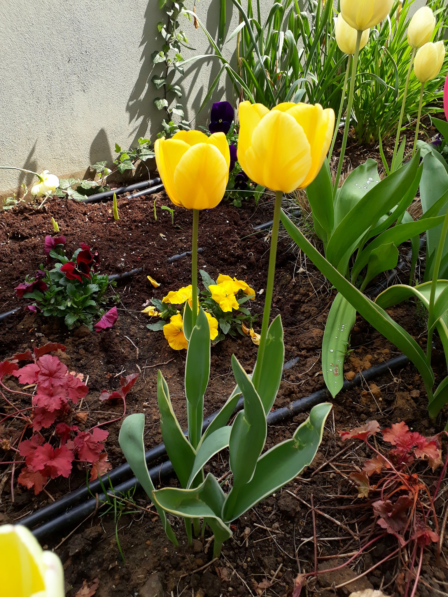 175970323_3872751189487415_467082146594031936_n