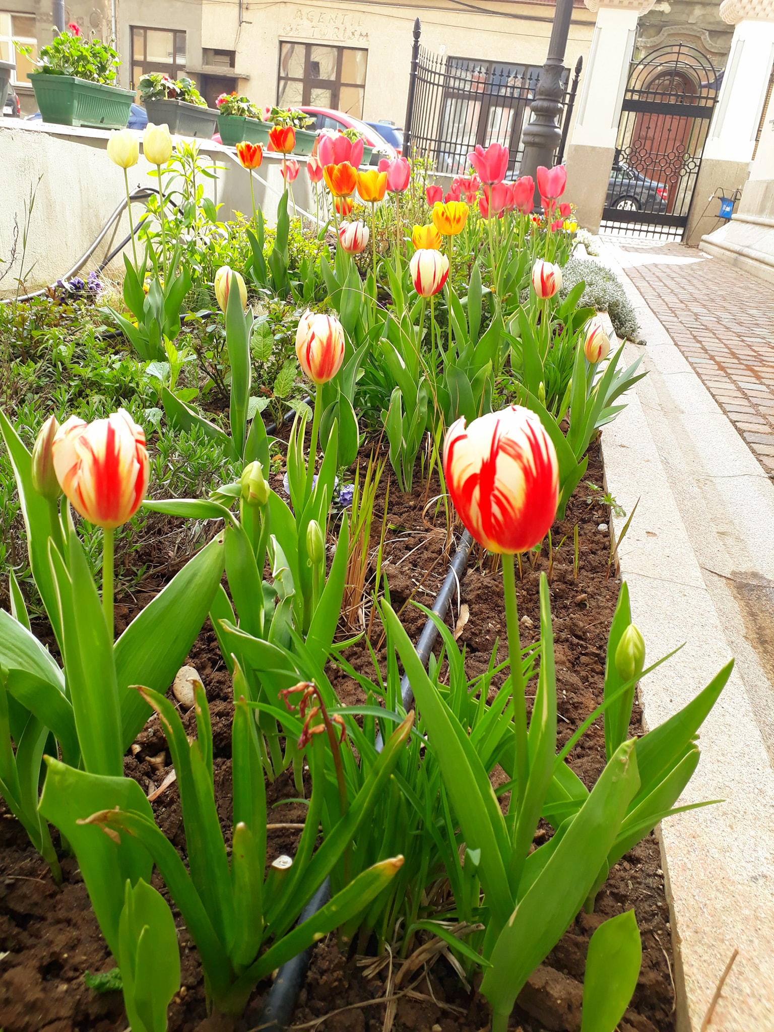 176308935_3872753542820513_6296059941494001484_n