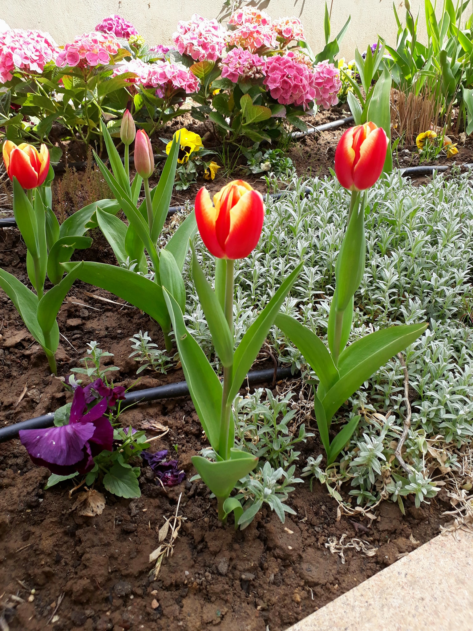 176331385_3872749579487576_1091693733492251260_n