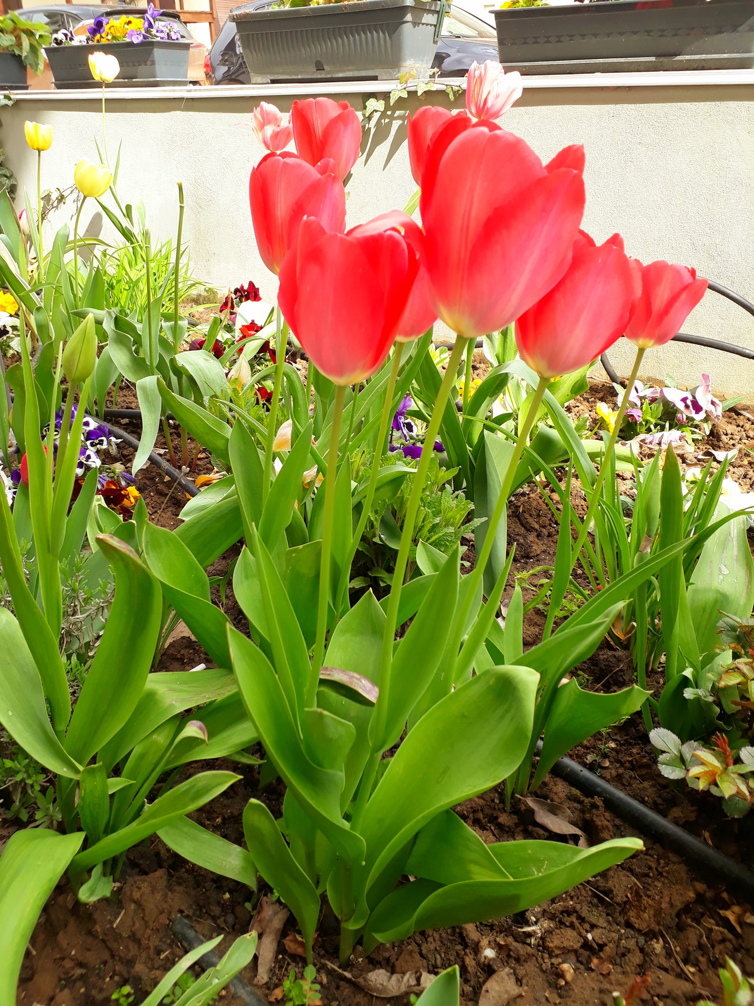 176337479_3872759399486594_776044204667684356_n