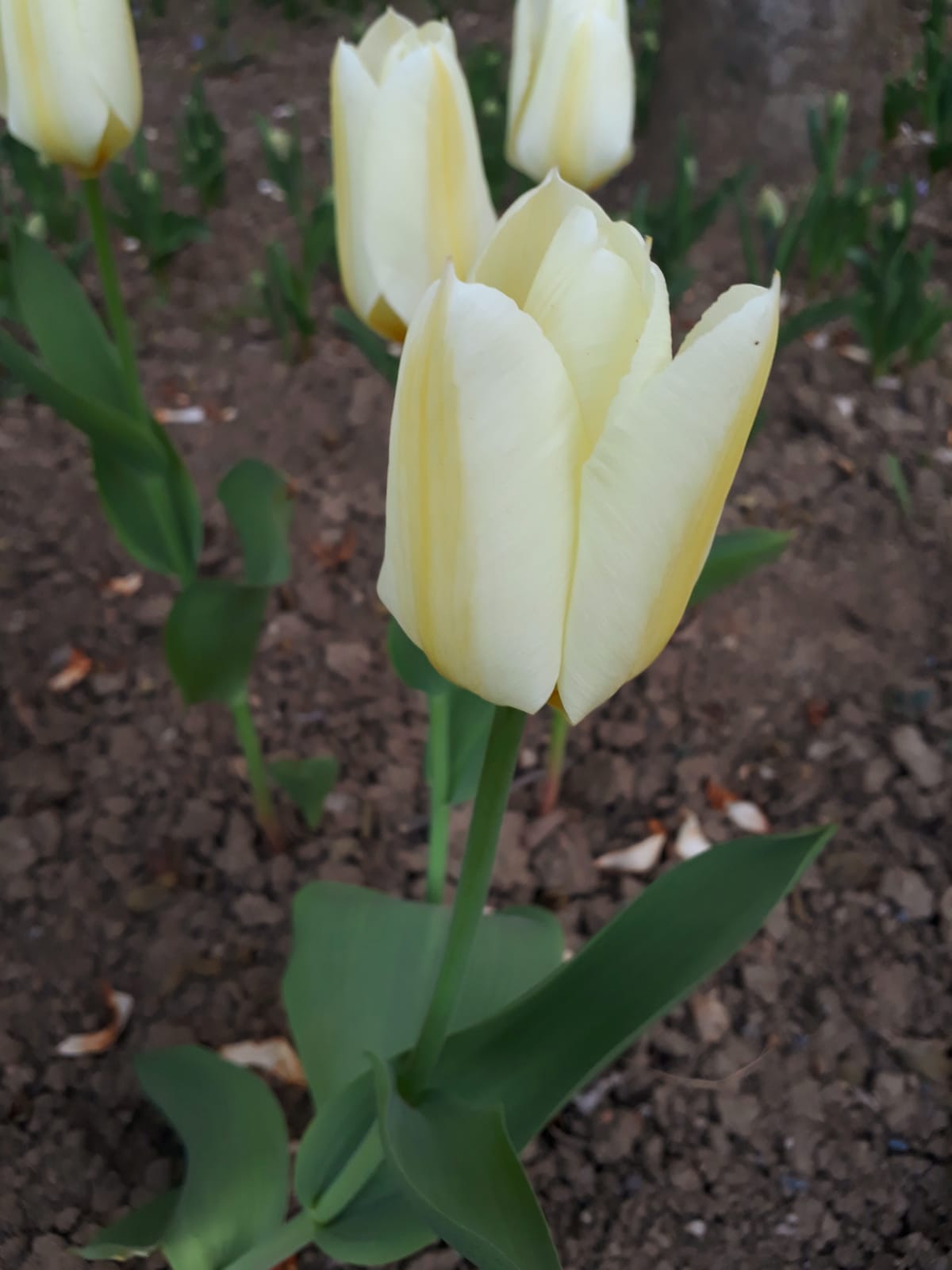 a6e4fd45-d258-4cfd-85fa-bc60307ab972