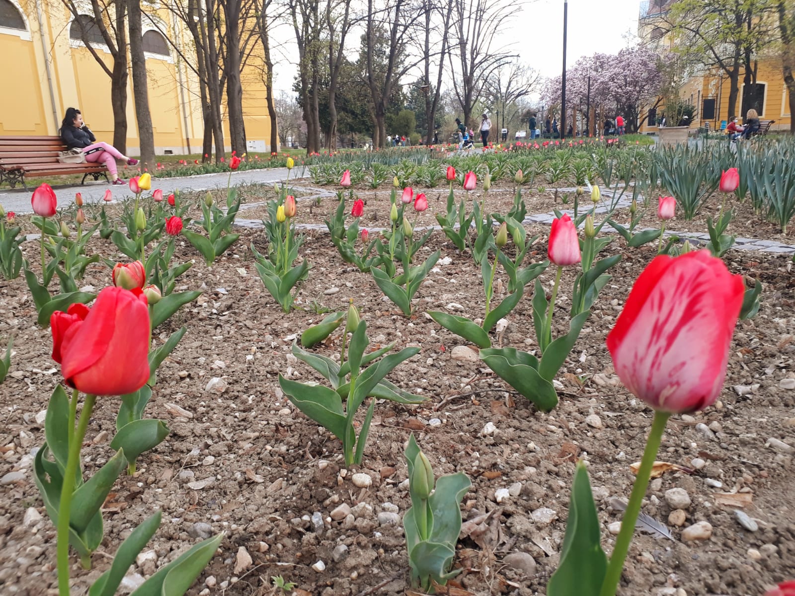 FOTO: Flori Grădina Palatului Baroc 20.04.2021