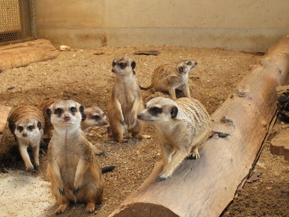 FOTO: Animale noi la Zoo Oradea 28.04.2021