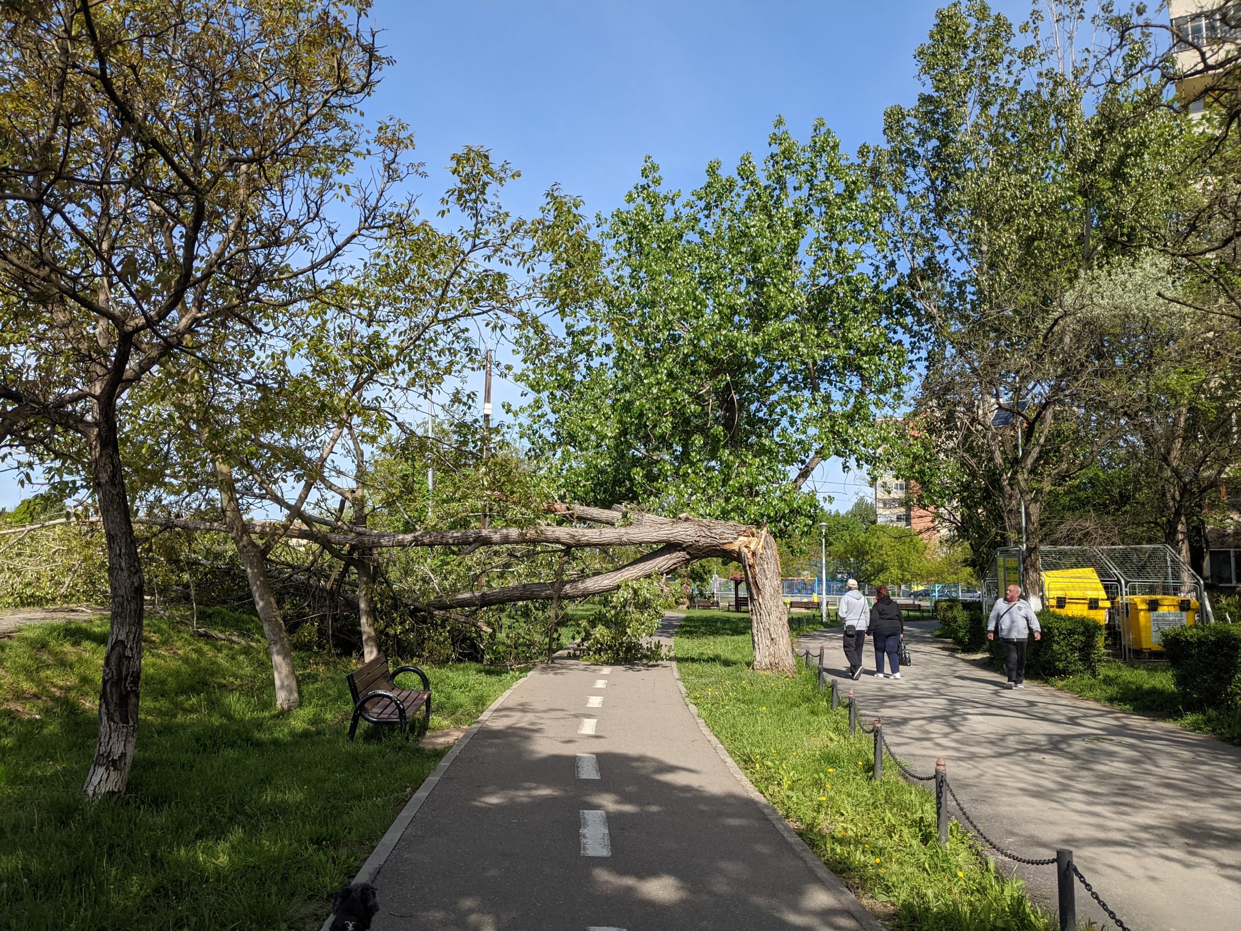 copac cazut malul crisului repede oradea (3)