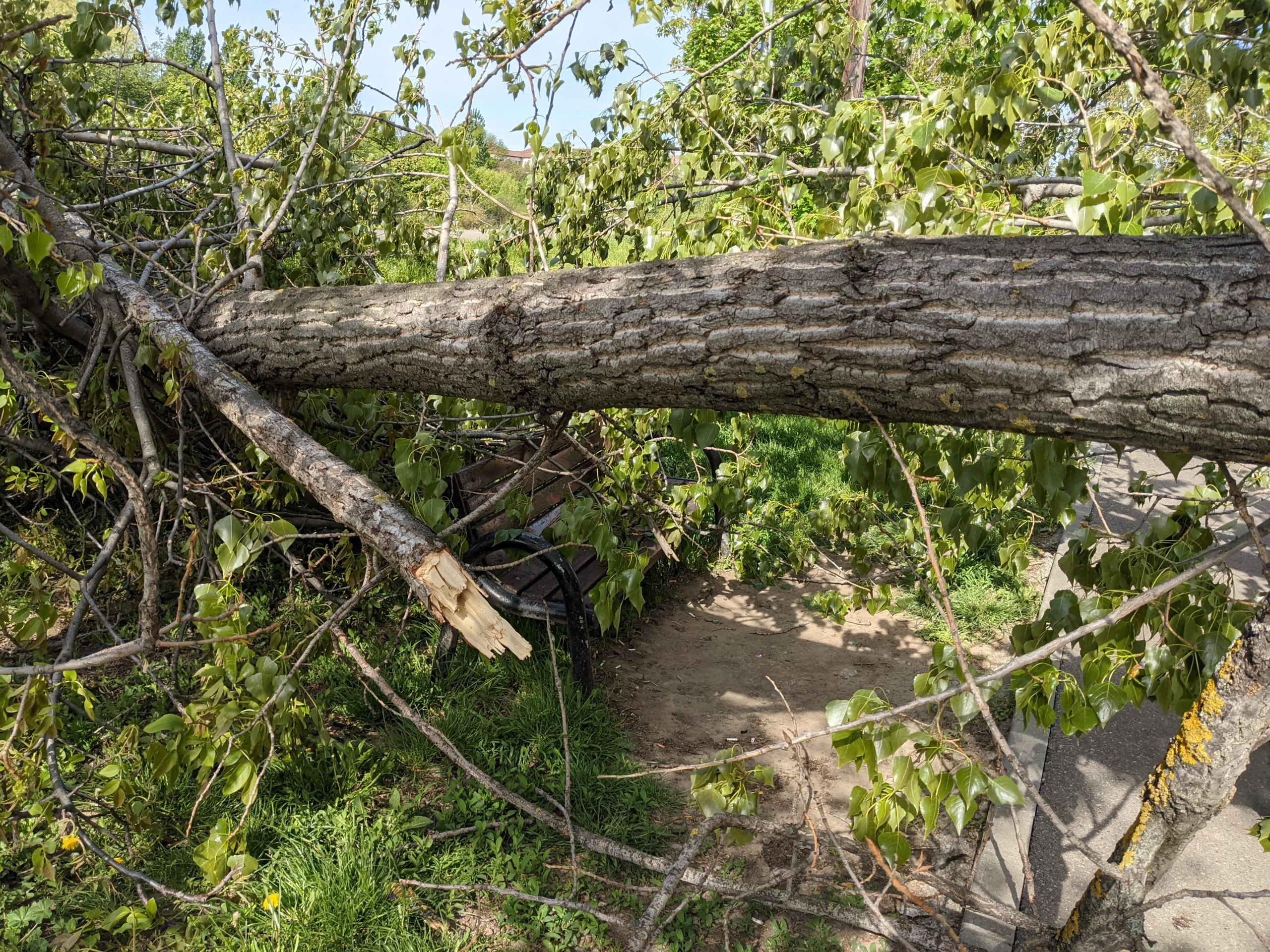 copac cazut malul crisului repede oradea (5)