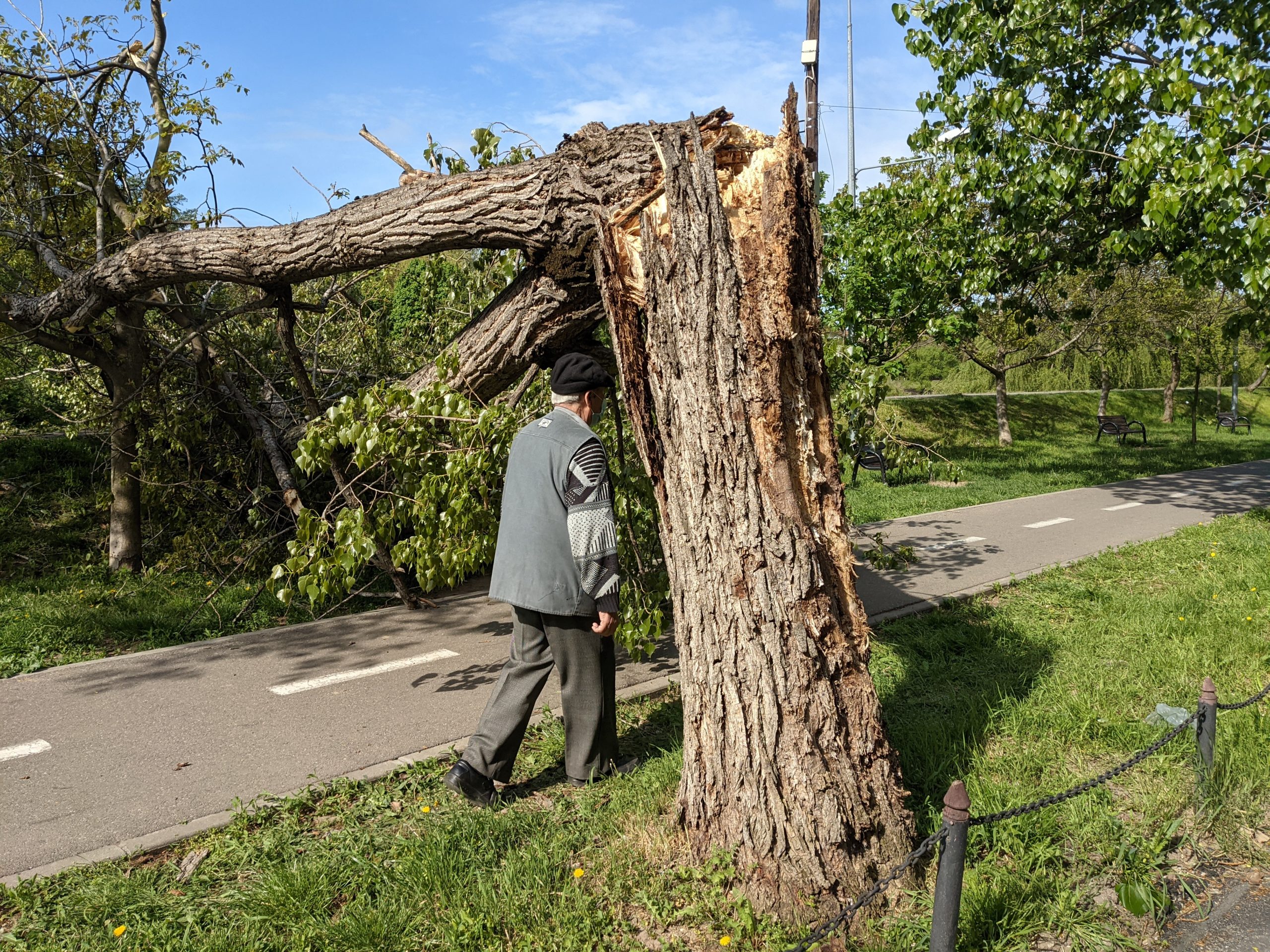 copac cazut malul crisului repede oradea (7)