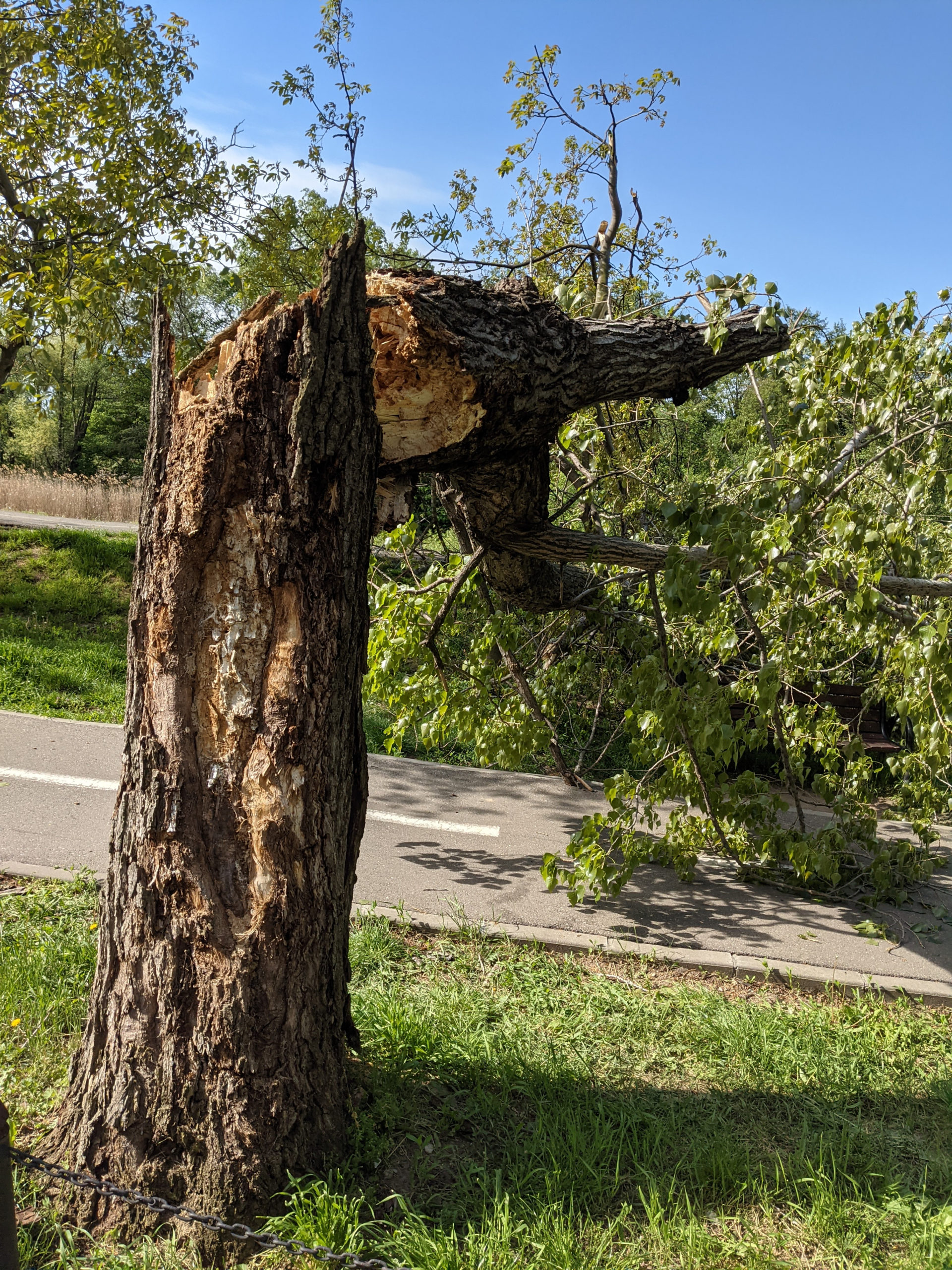 copac cazut malul crisului repede oradea (8)