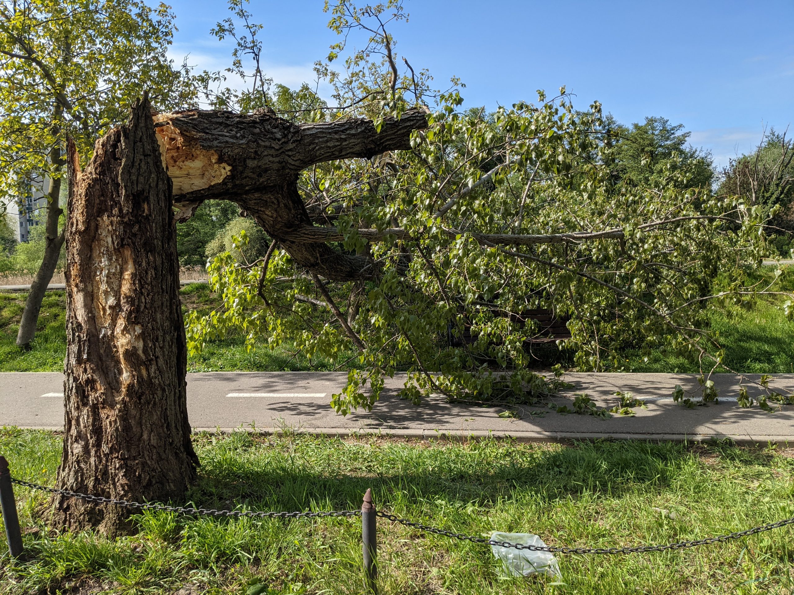 copac cazut malul crisului repede oradea (9)