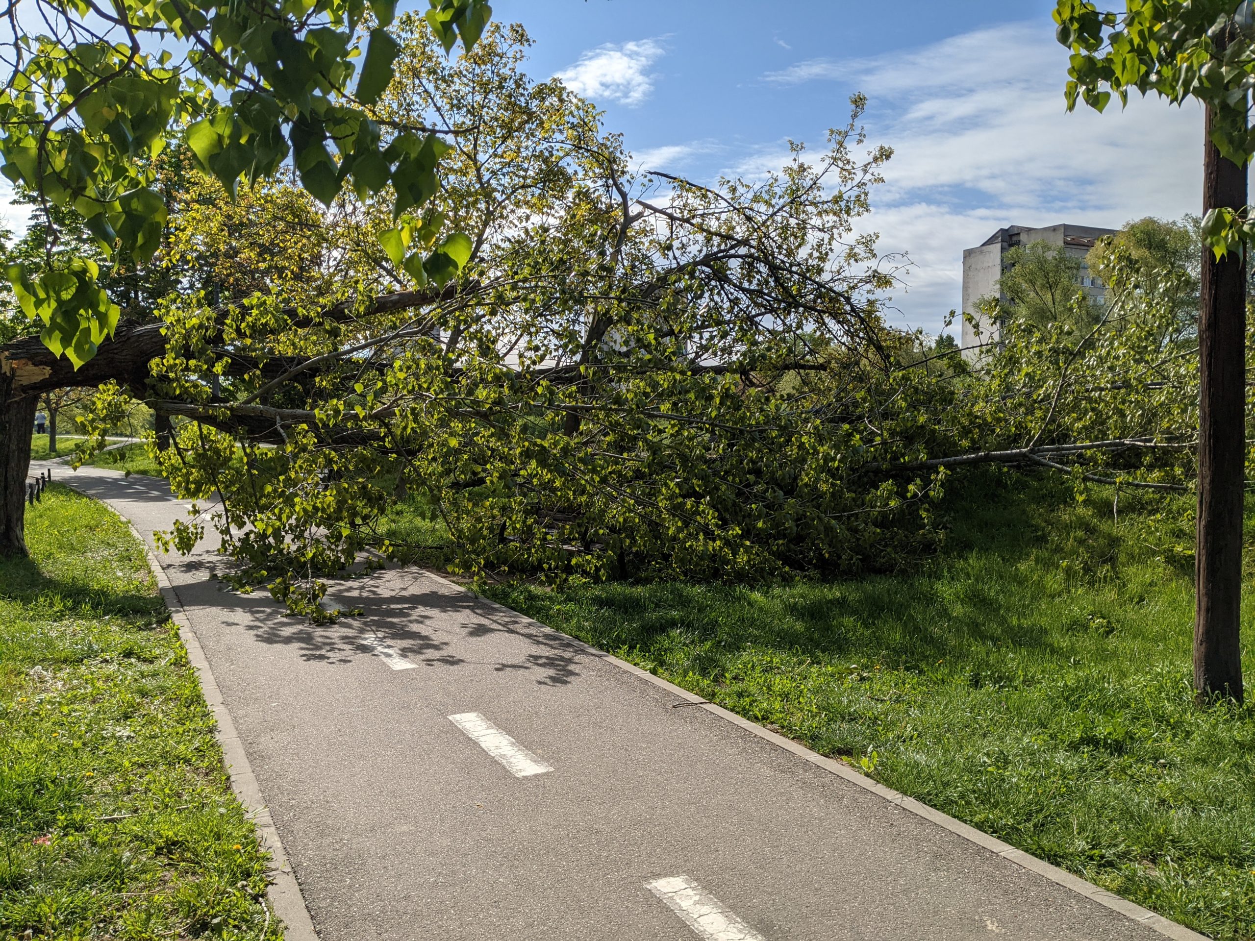 copac cazut malul crisului repede oradea (11)