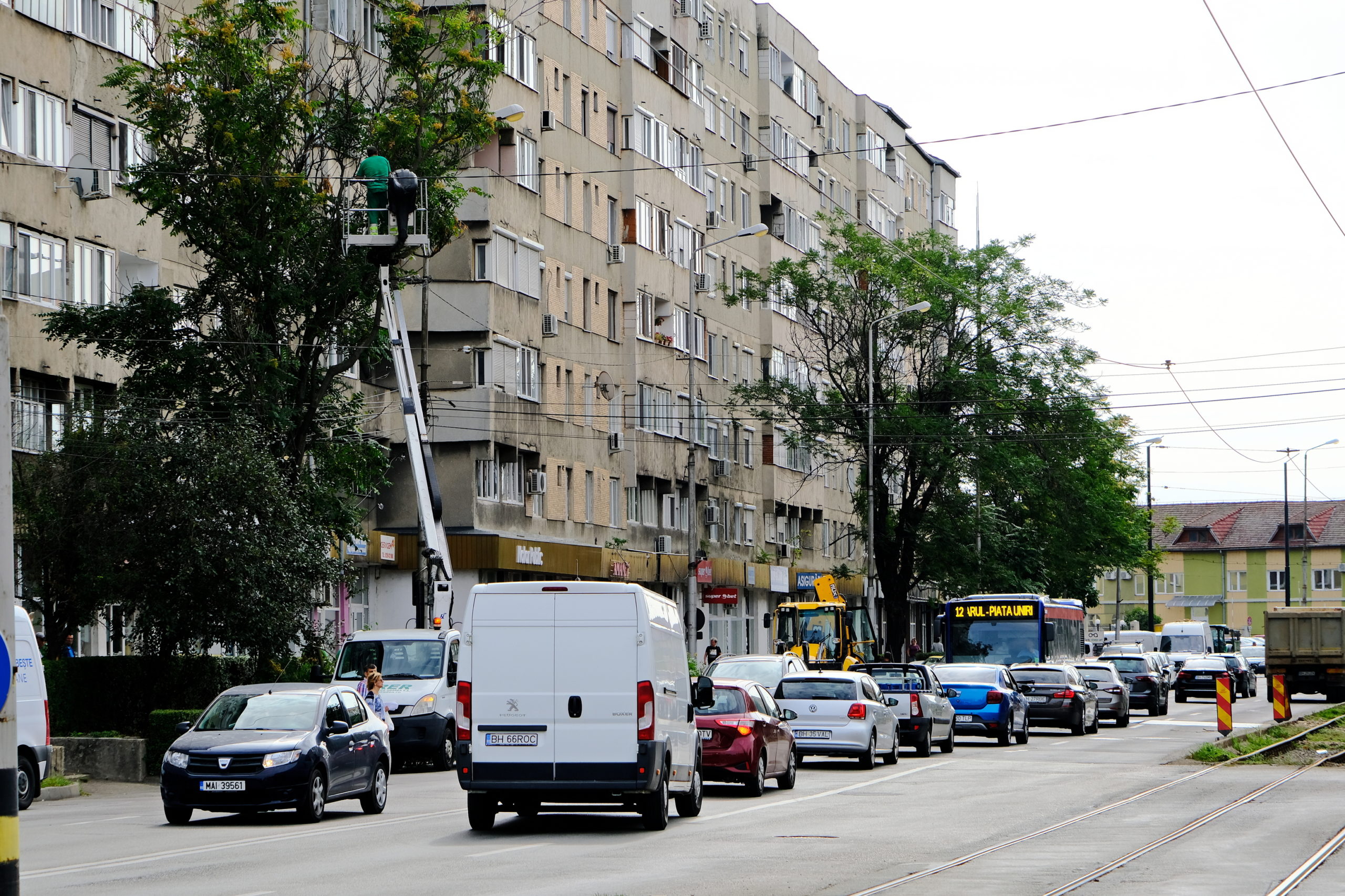 taieri arbori copaci oradea (2)