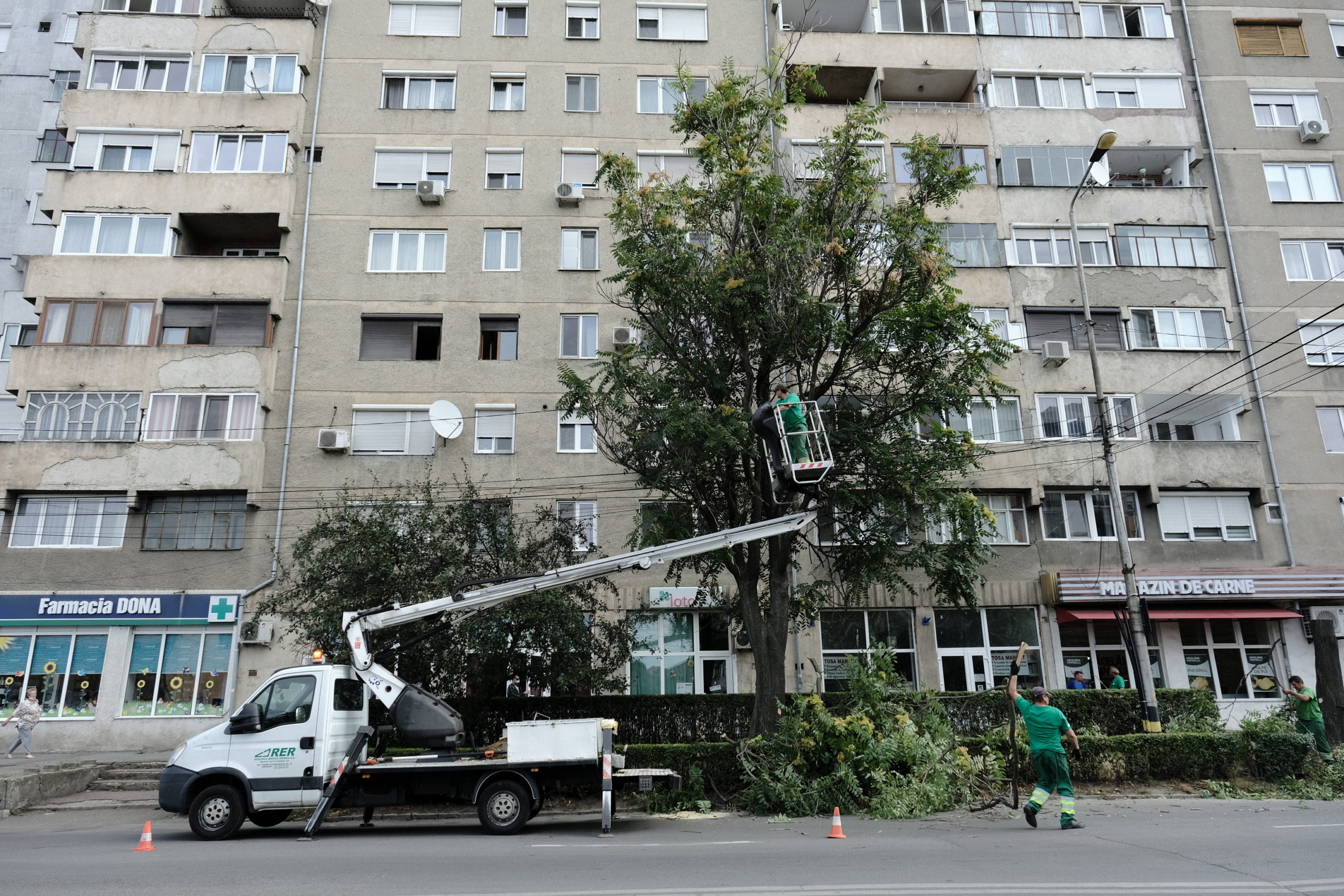 taieri arbori copaci oradea (3)