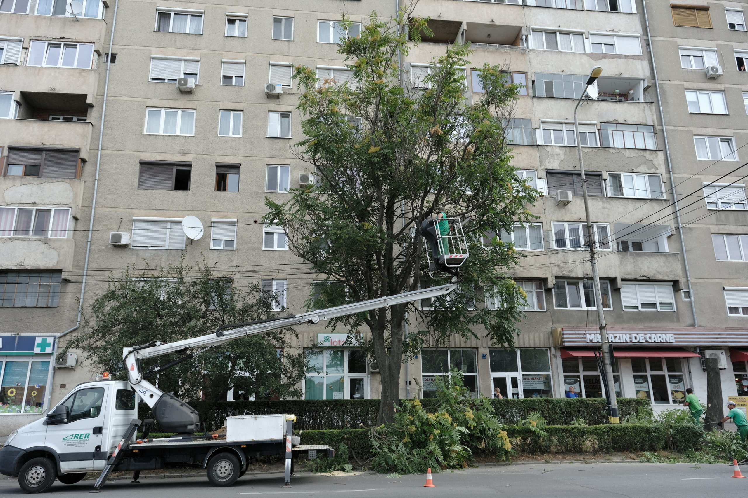 taieri arbori copaci oradea (4)