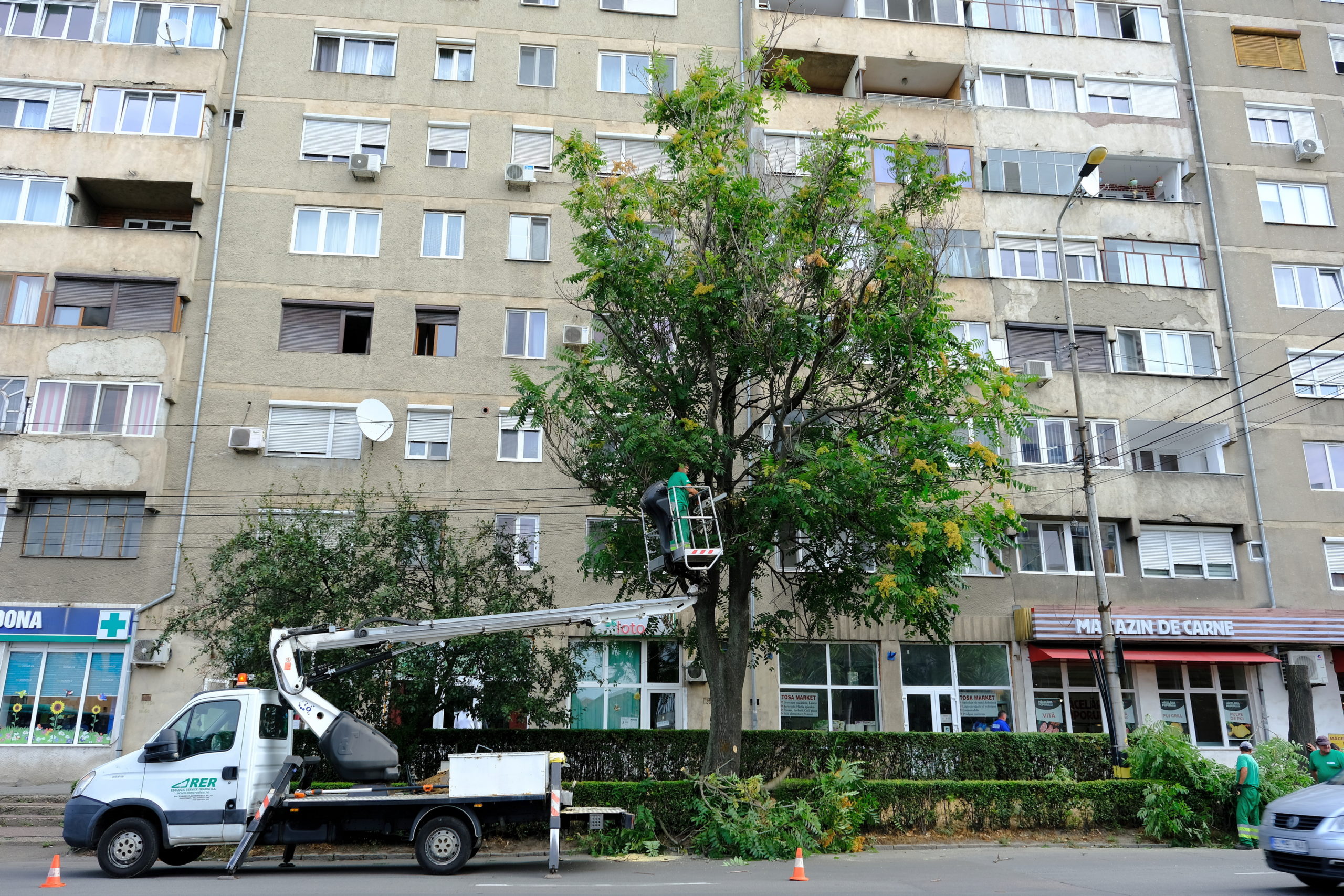 taieri arbori copaci oradea (5)