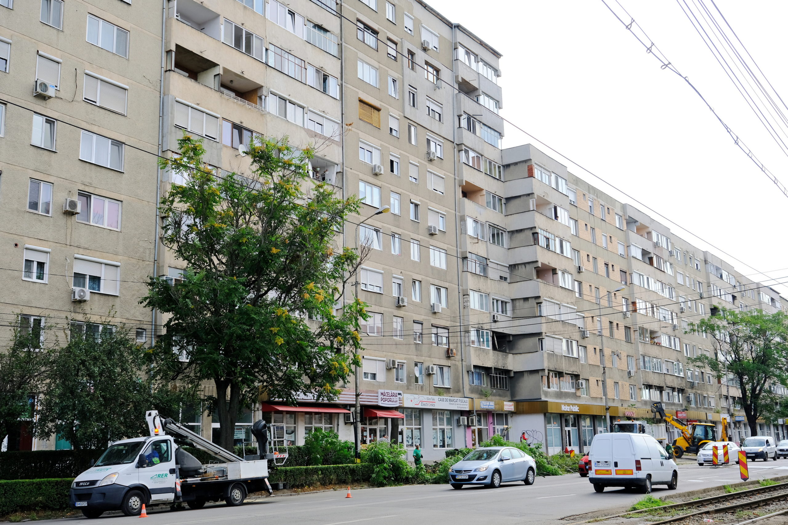 taieri arbori copaci oradea (6)