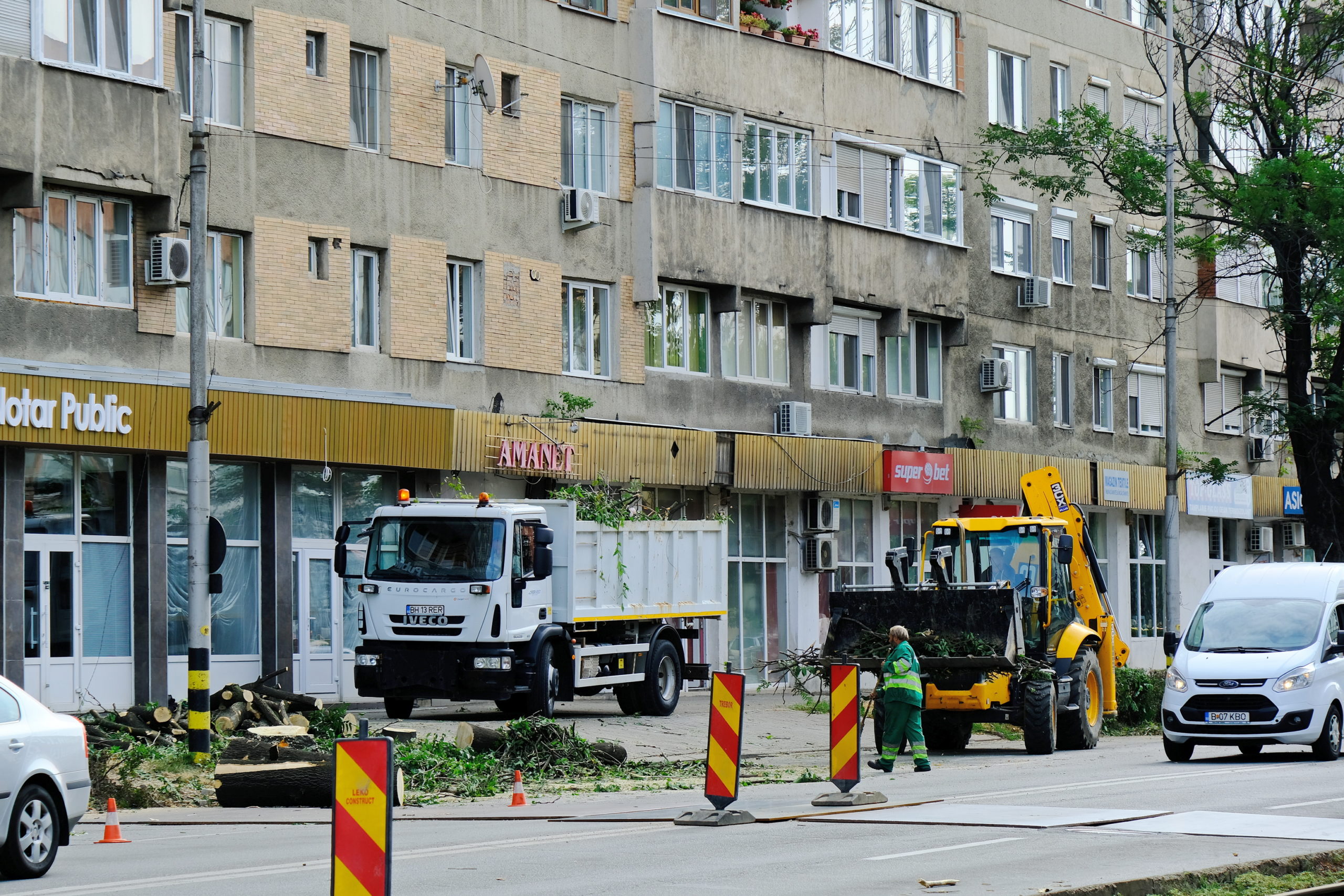 taieri arbori copaci oradea (7)