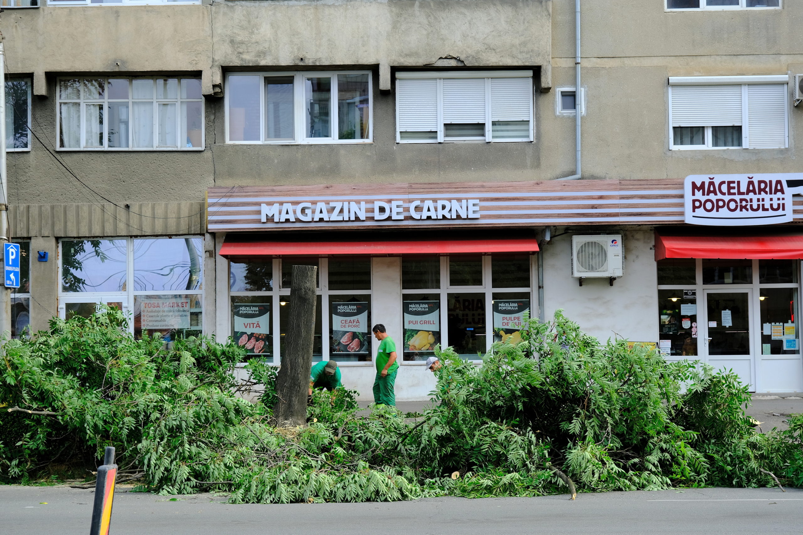 taieri arbori copaci oradea (8)