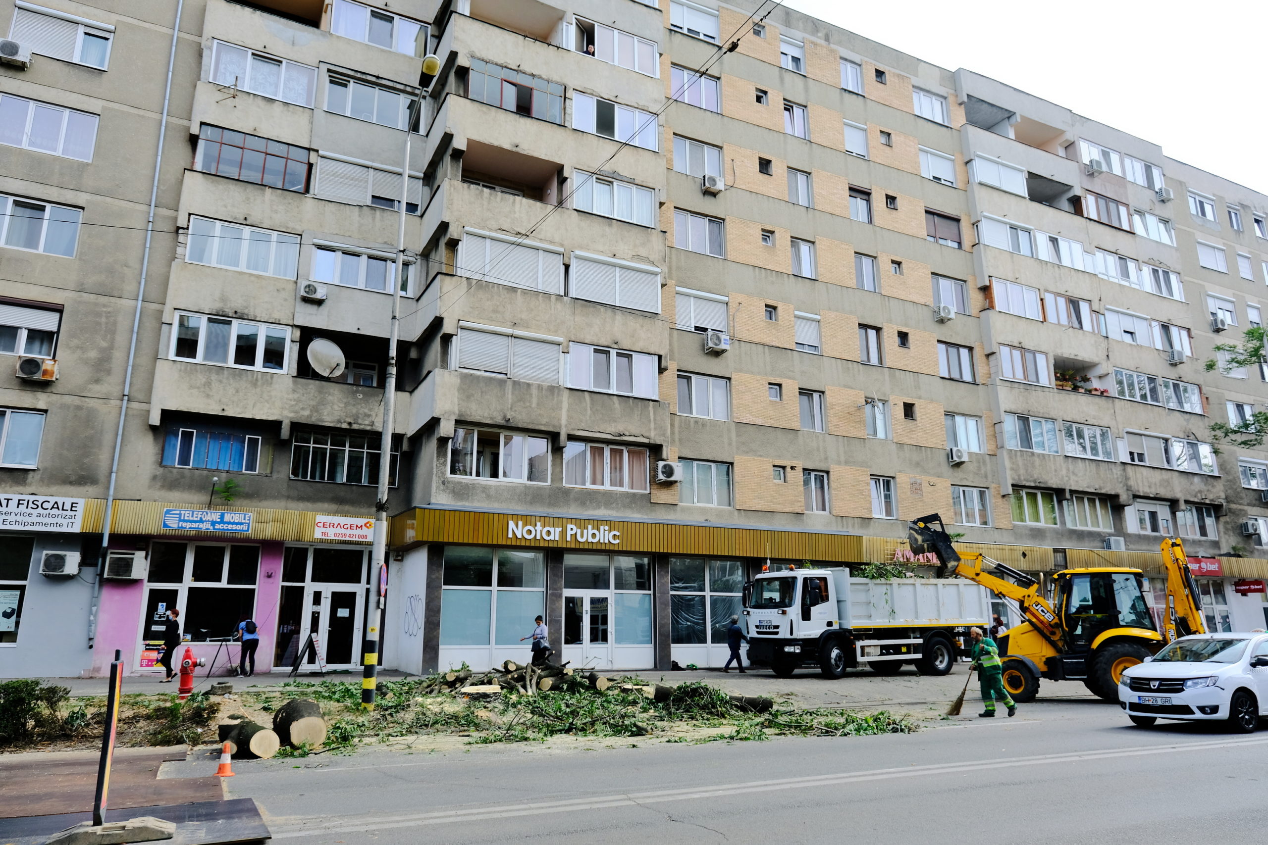 taieri arbori copaci oradea (9)