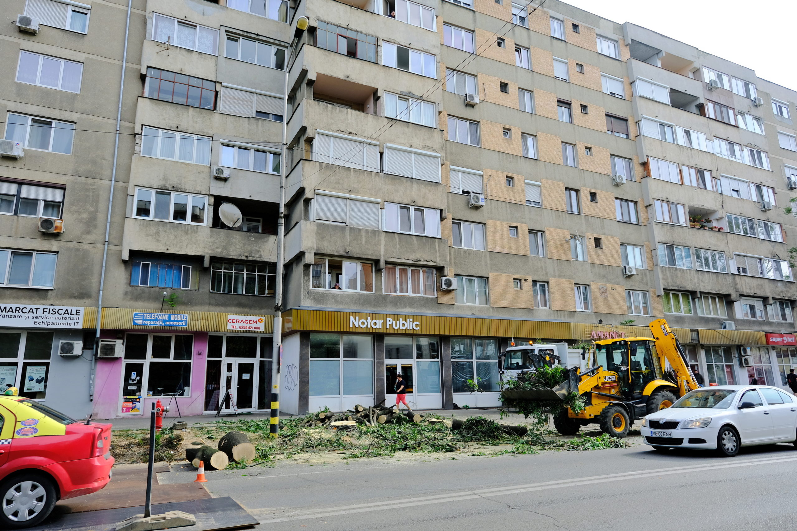 taieri arbori copaci oradea (10)