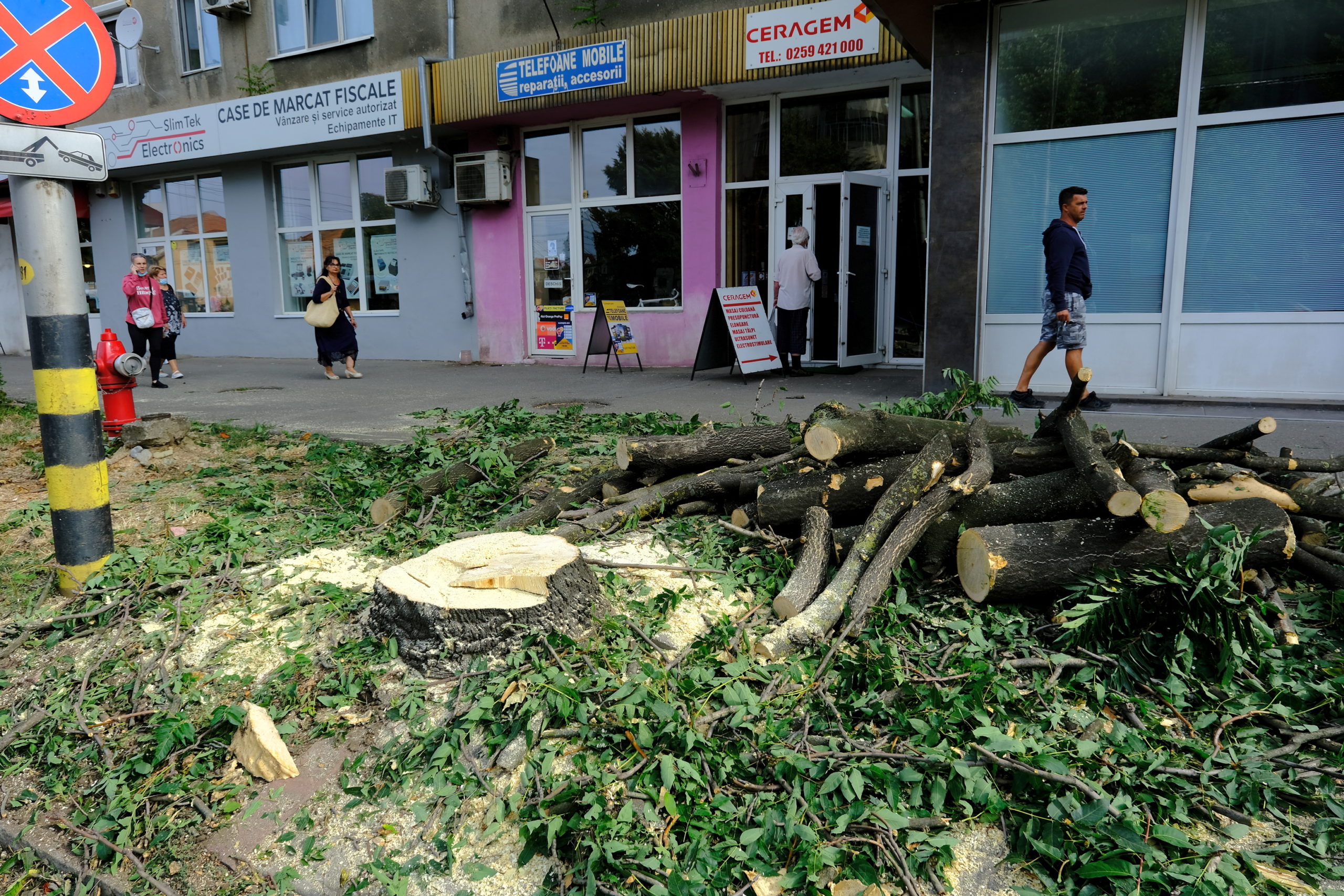 taieri arbori copaci oradea (11)