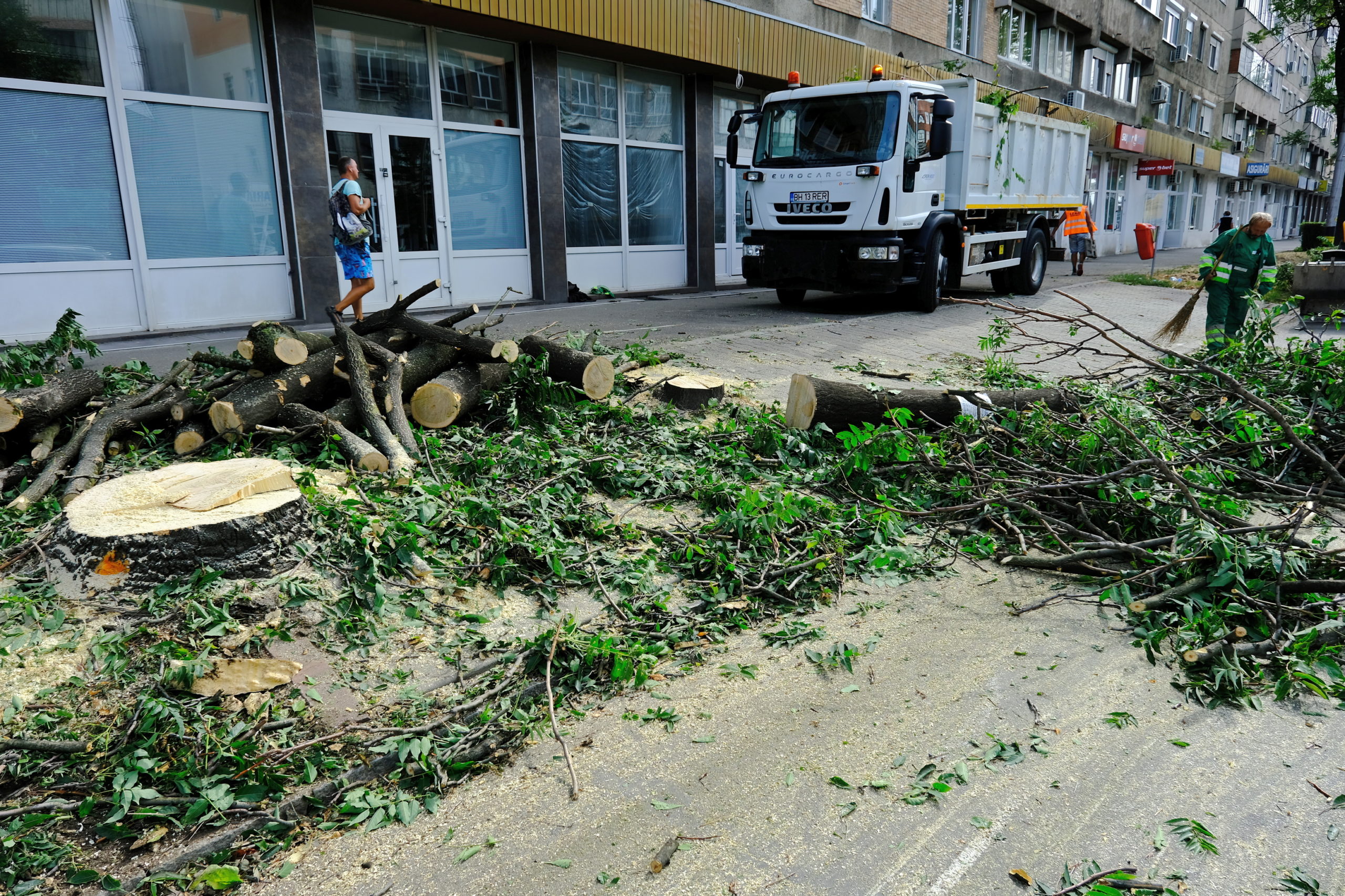 taieri arbori copaci oradea (12)