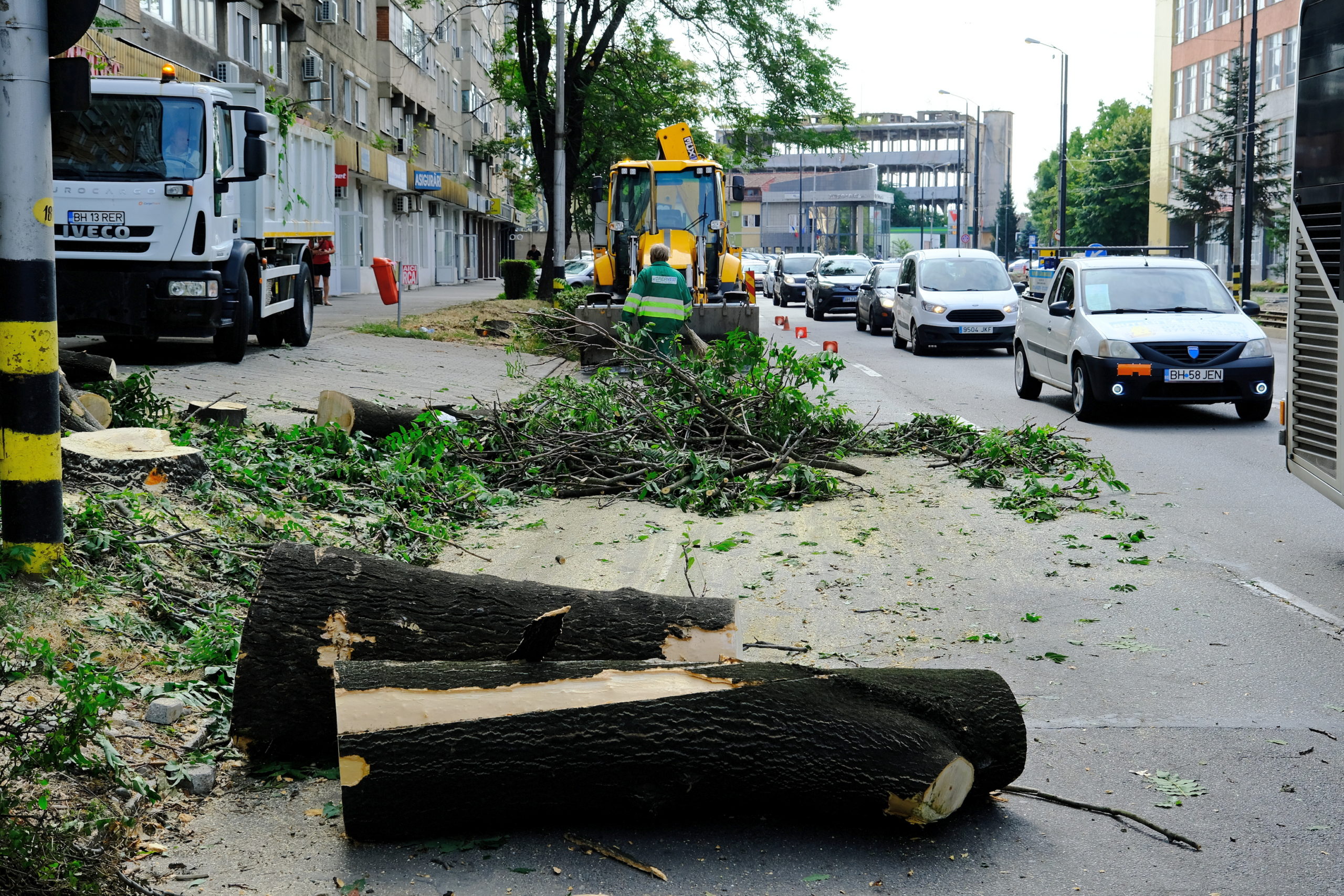 taieri arbori copaci oradea (14)