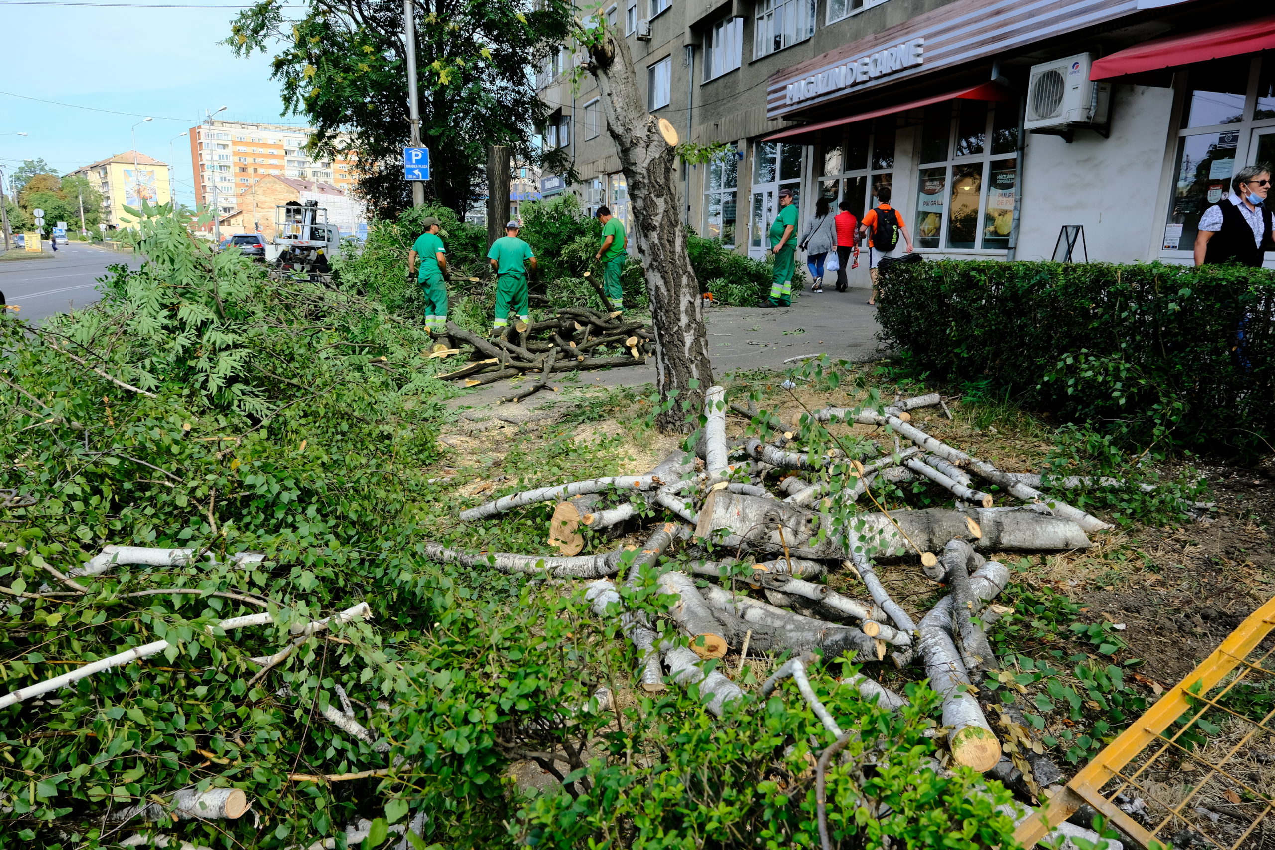 taieri arbori copaci oradea (15)