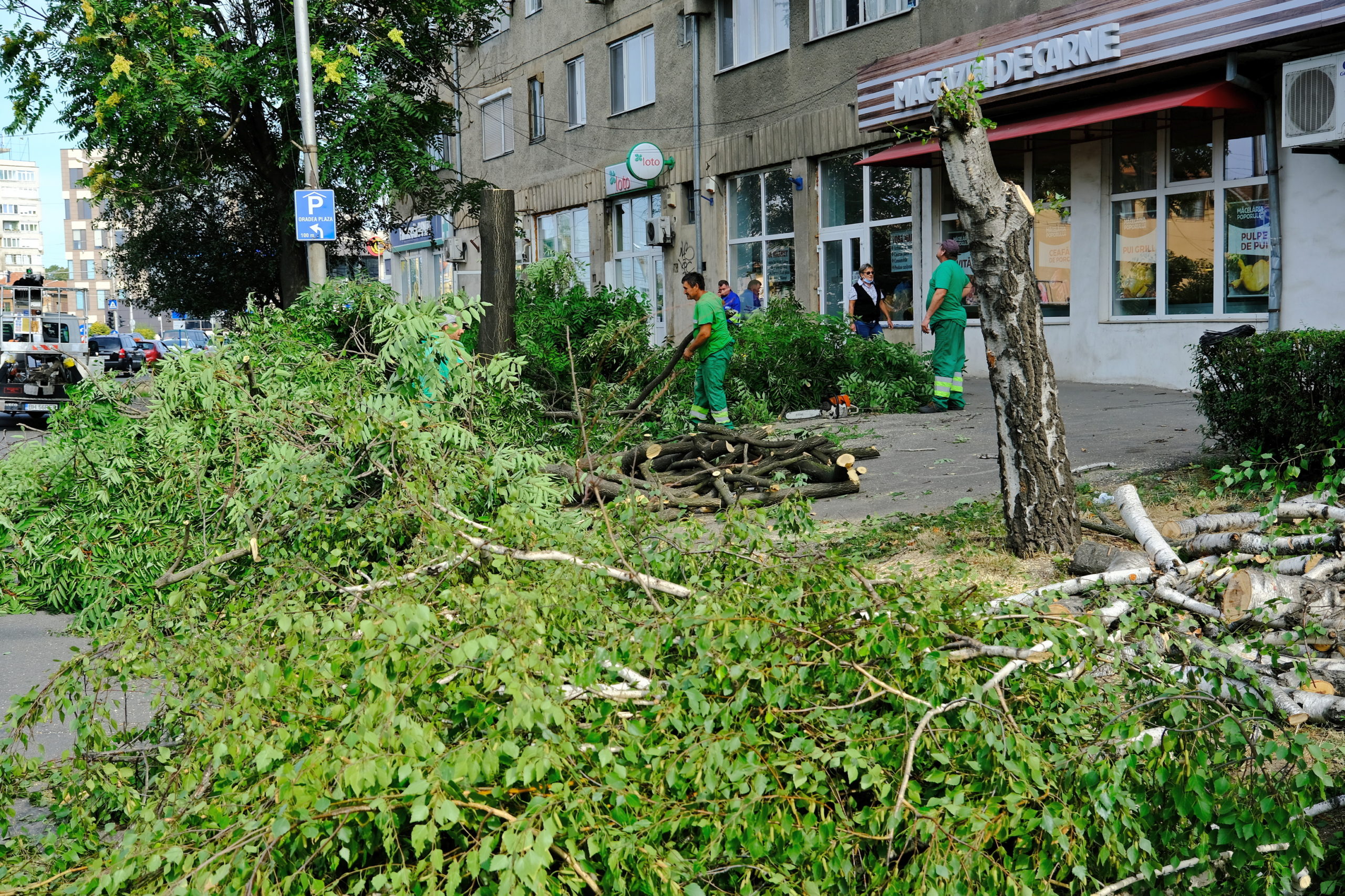 taieri arbori copaci oradea (16)