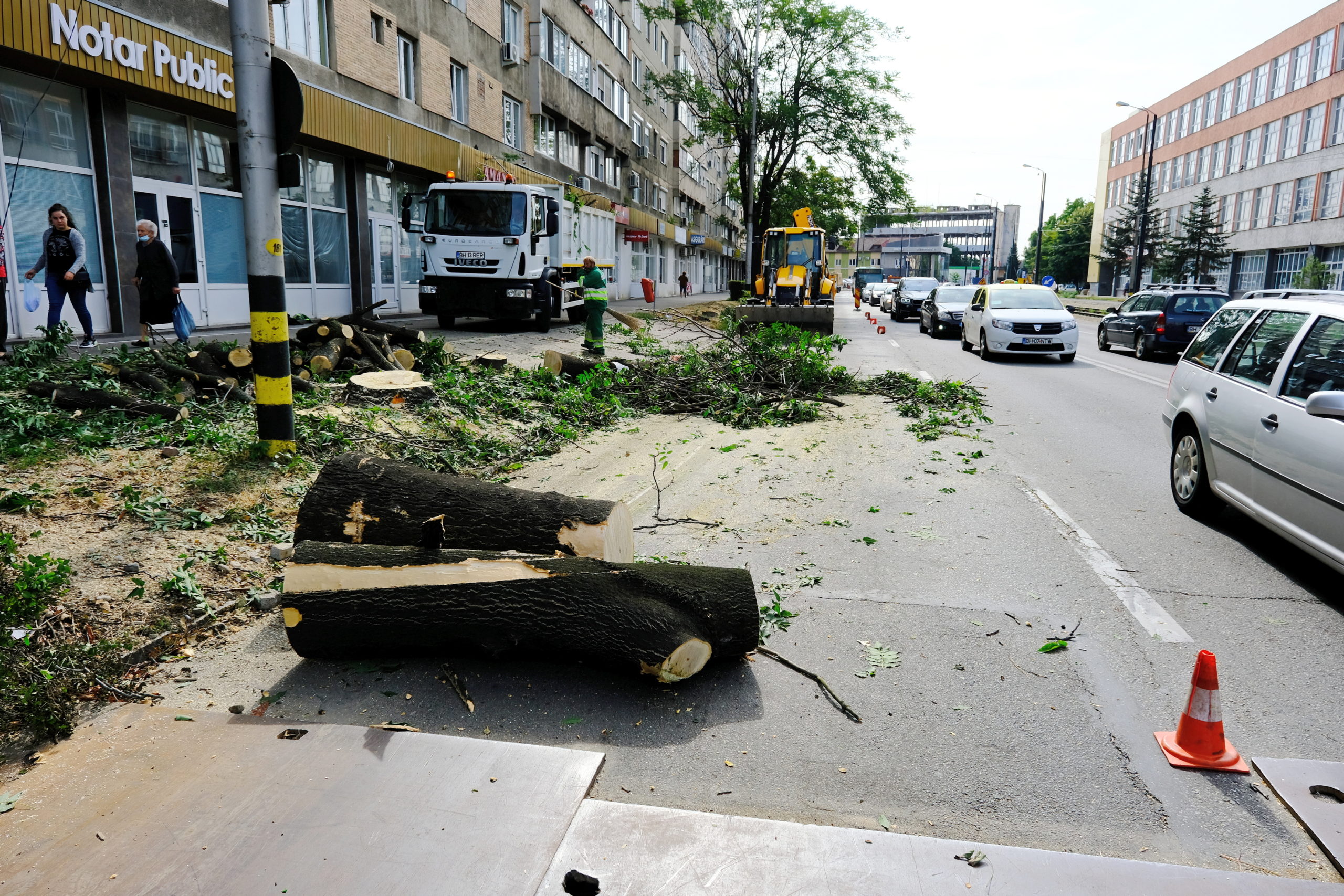 taieri arbori copaci oradea (17)