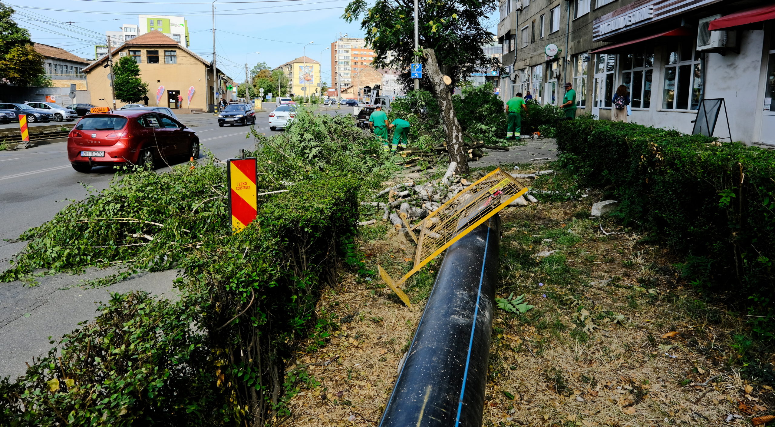taieri arbori copaci oradea (18)