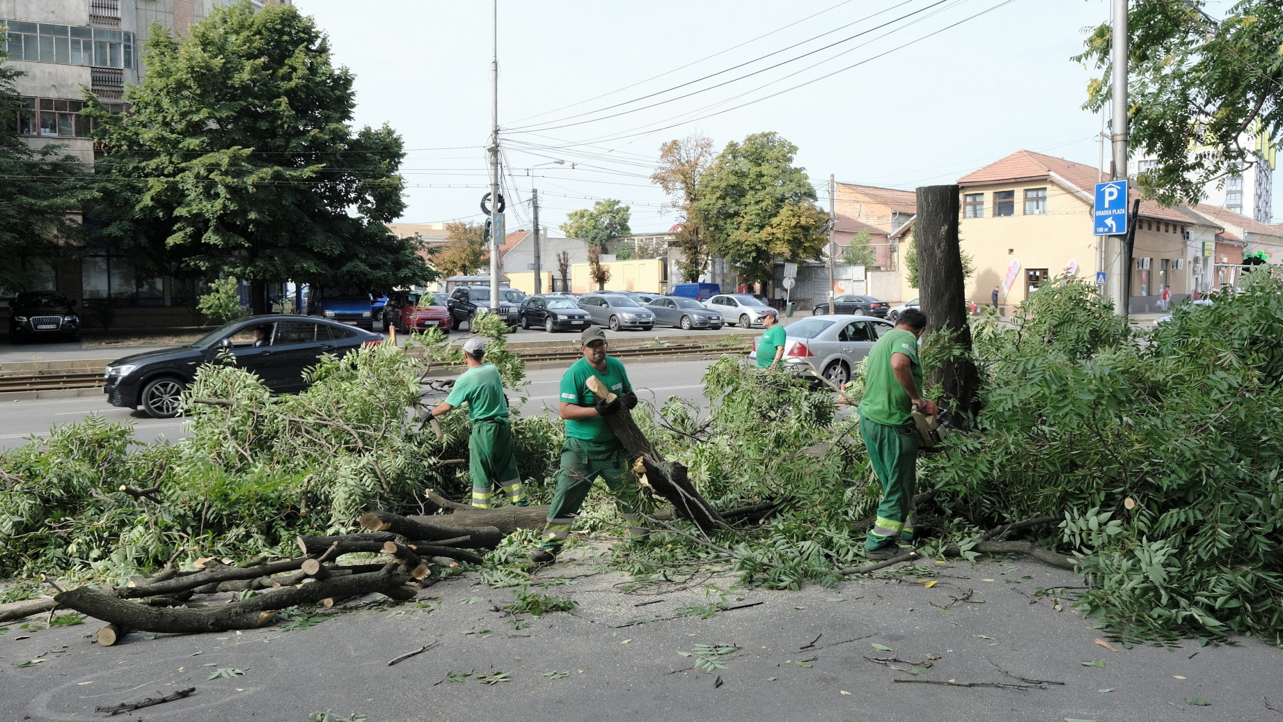 taieri arbori copaci oradea (20)