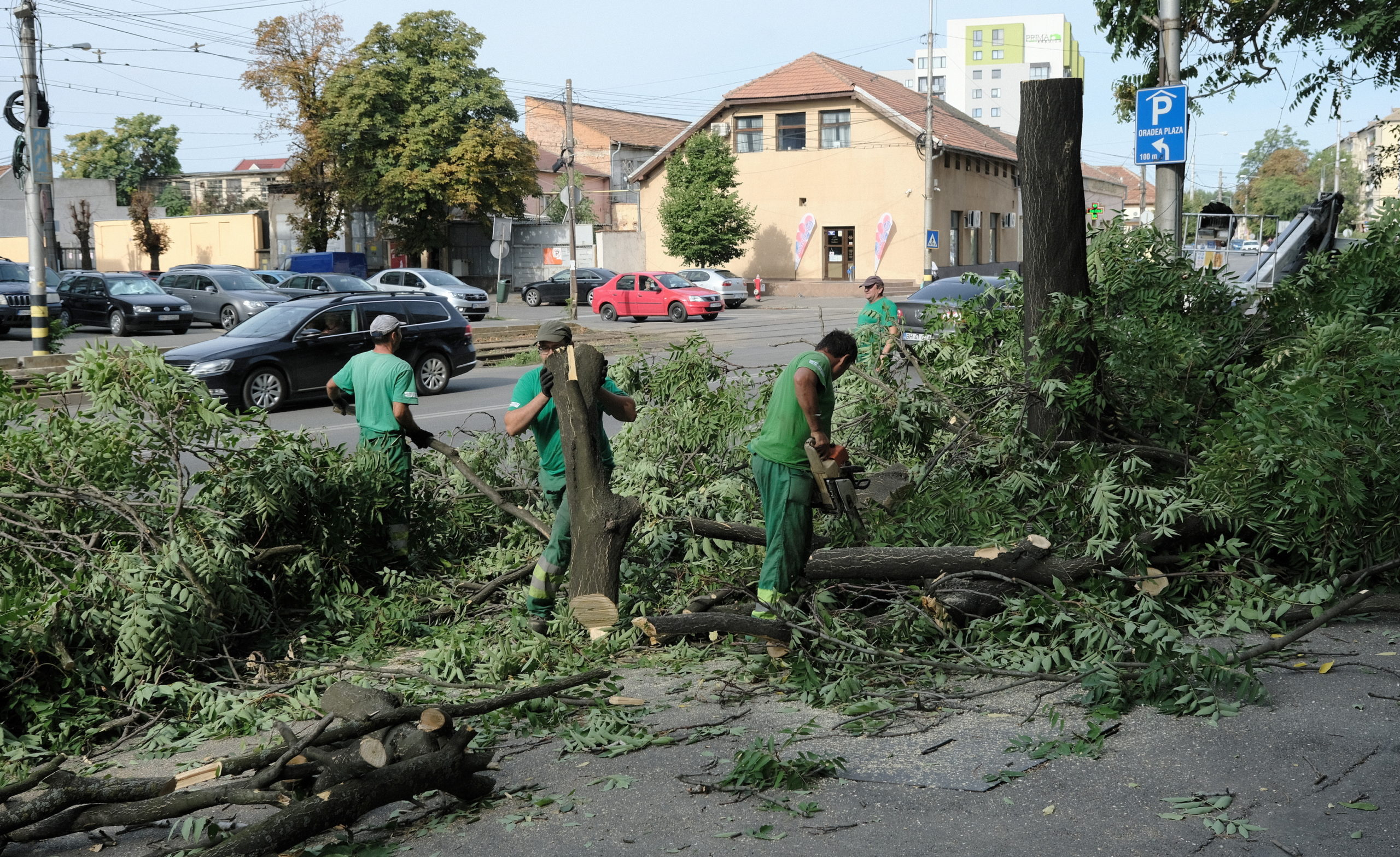 taieri arbori copaci oradea (21)