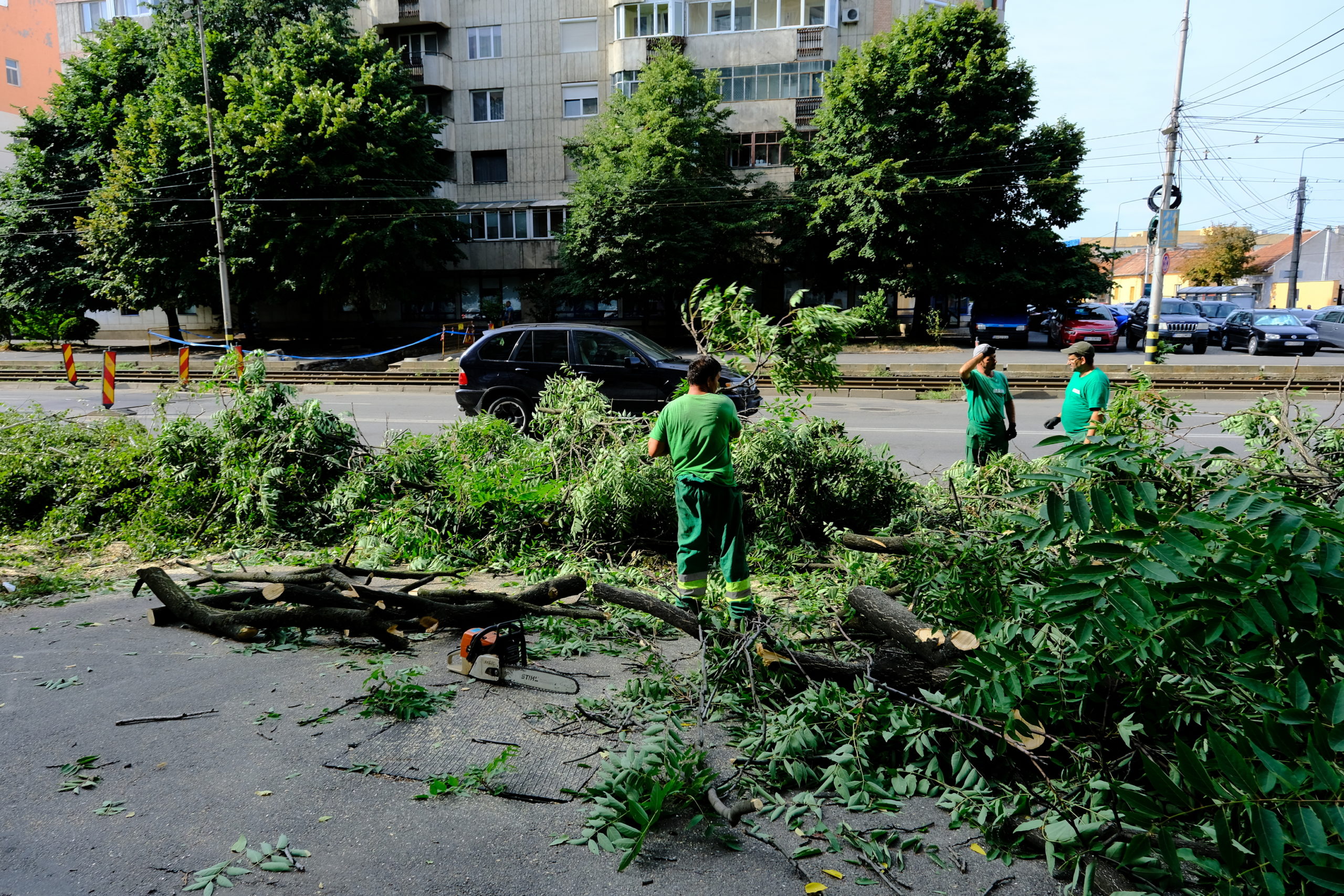 taieri arbori copaci oradea (23)