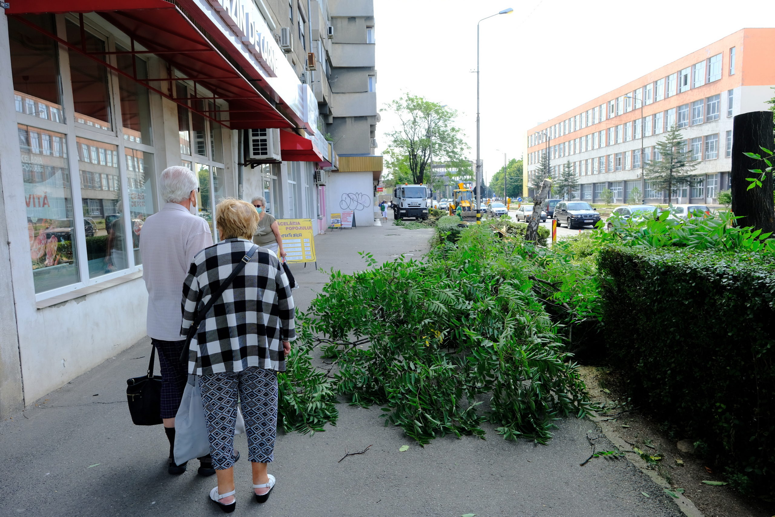 taieri arbori copaci oradea (1)