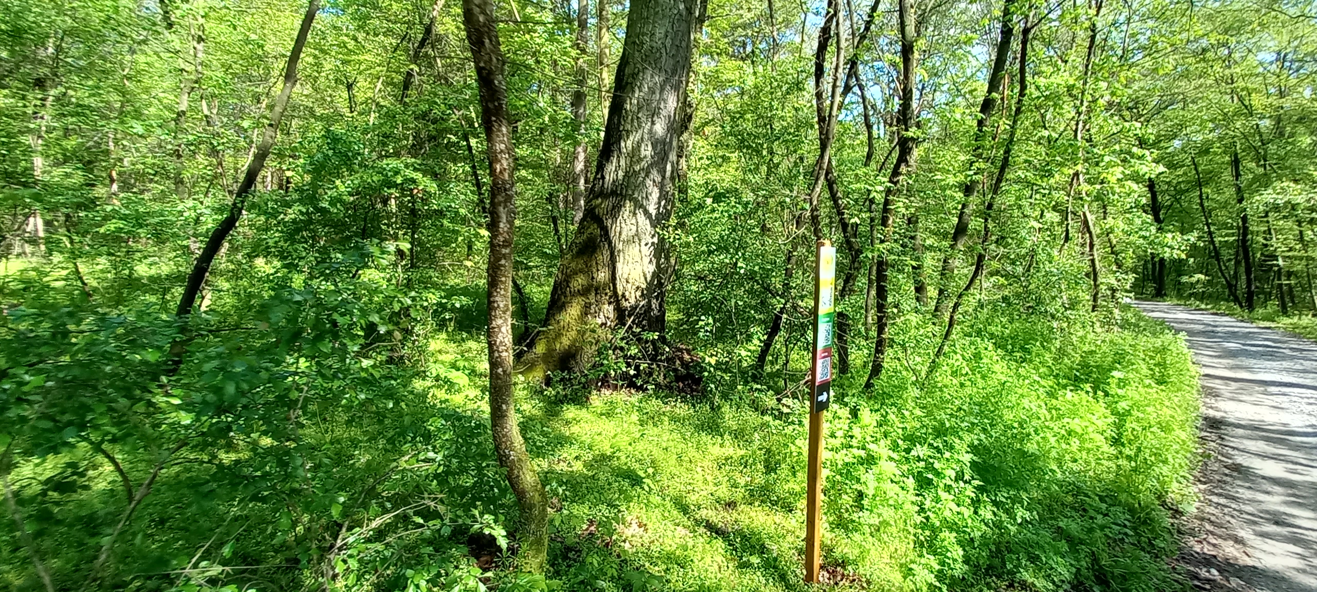 traseu educativ baile felix (13)